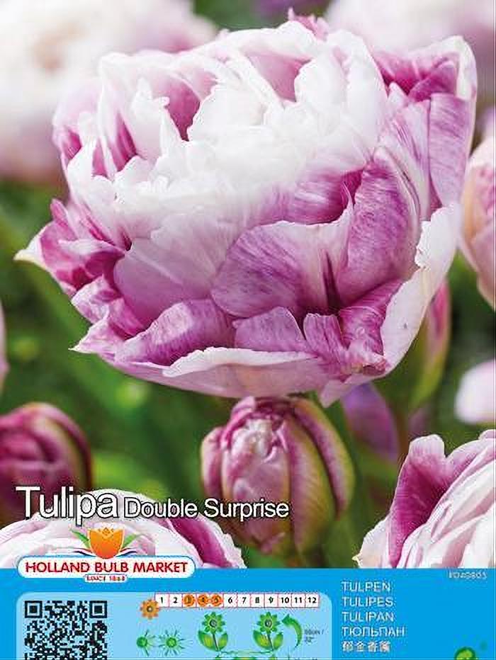 TULIPA DOUBLE SURPRISE 5 BULBOS