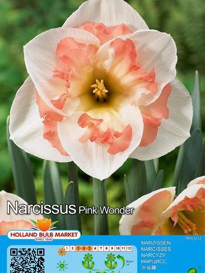 NARCISO PINK WONDER 5 BULBOS