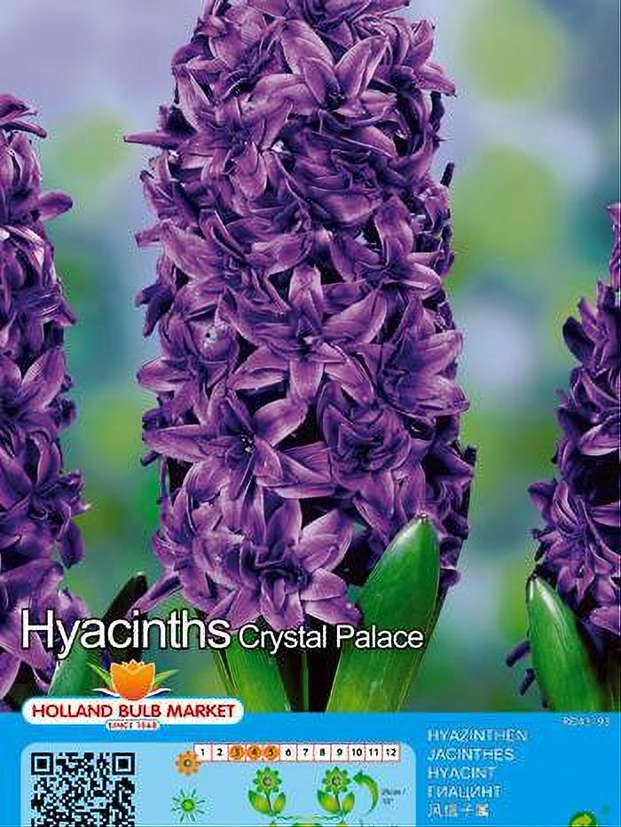 JACINTO CRYSTAL PALACE 2 BULBOS