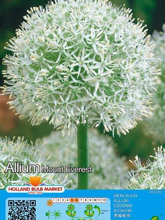 ALLIUM MOUNT EVEREST 1 BULBO