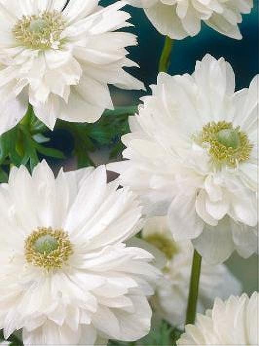 ANEMONE MOUNT EVEREST 15 BULBOS