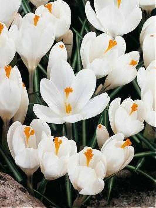 CROCUS JEANNE D ARC 10 BULBOS