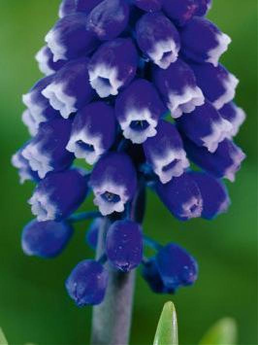 MUSCARI DARK EYES 8 BULBOS