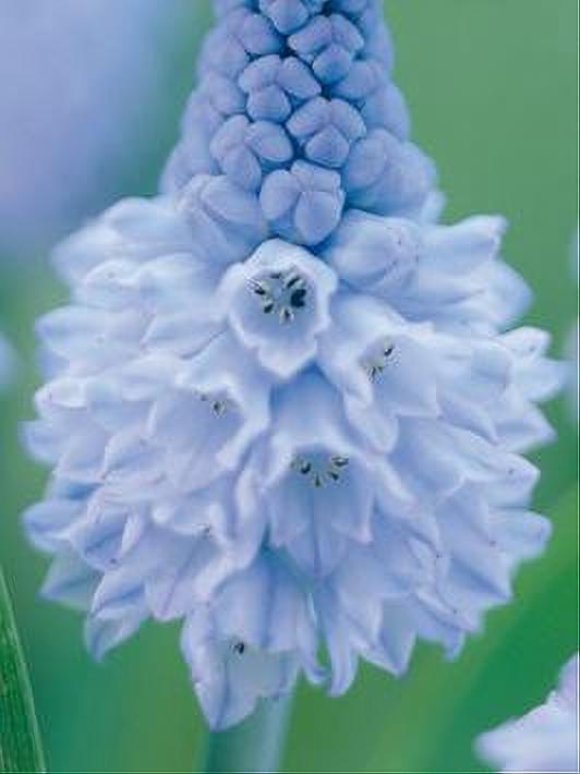 MUSCARI AZUREUM 10 BULBOS