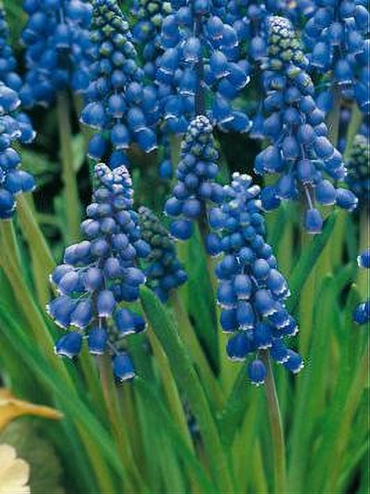 MUSCARI ARMENIACUM 15 BULBOS