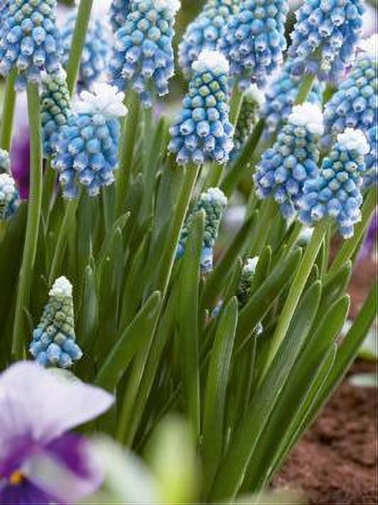 MUSCARI MOUNTH HOOD 10 BULBOS