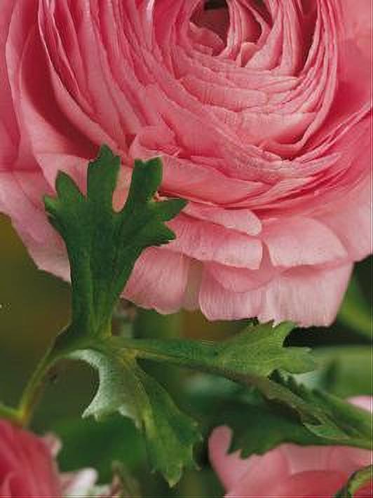 RANUNCULUS PINK 10 BULBOS