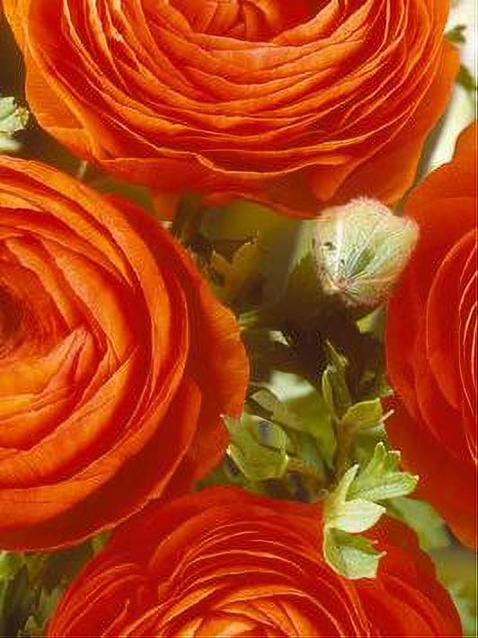 RANUNCULUS ORANGE 10 BULBOS