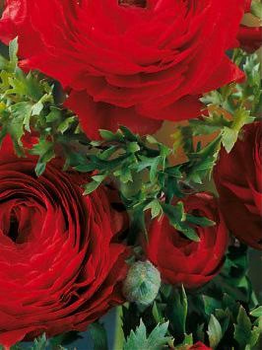 RANUNCULUS RED 10 BULBOS