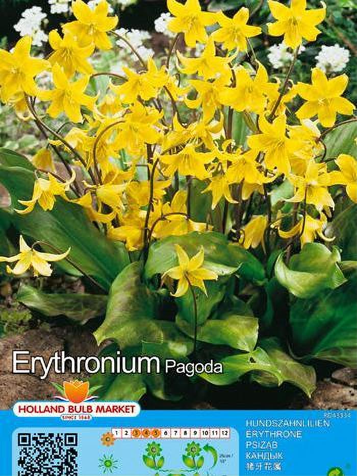 ERYTHRONIUM PAGODA 3 BULBOS
