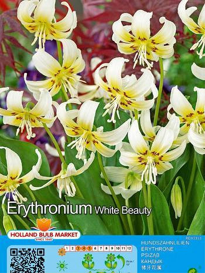 ERYTHRONIUM WHITE BEAUTY 2 BULBOS