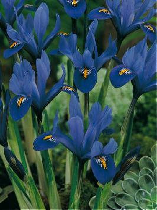 IRIS RET. HARMONY 10 BULBOS