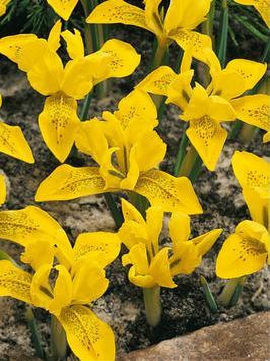 IRIS DANFORDIAE 10 BULBOS