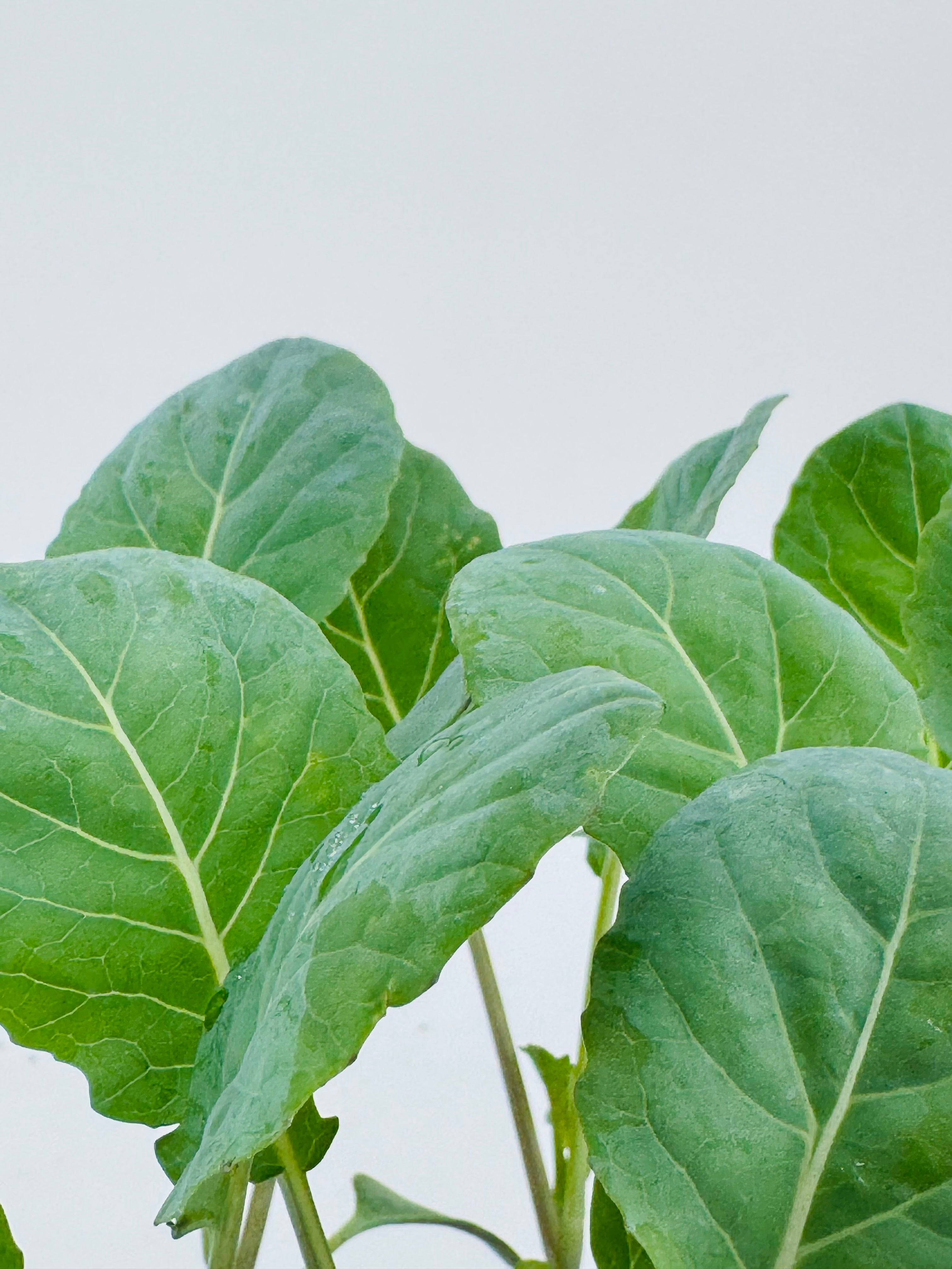 Plantas jóvenes de coliflor romanesco verde con hojas grandes y tallos finos.