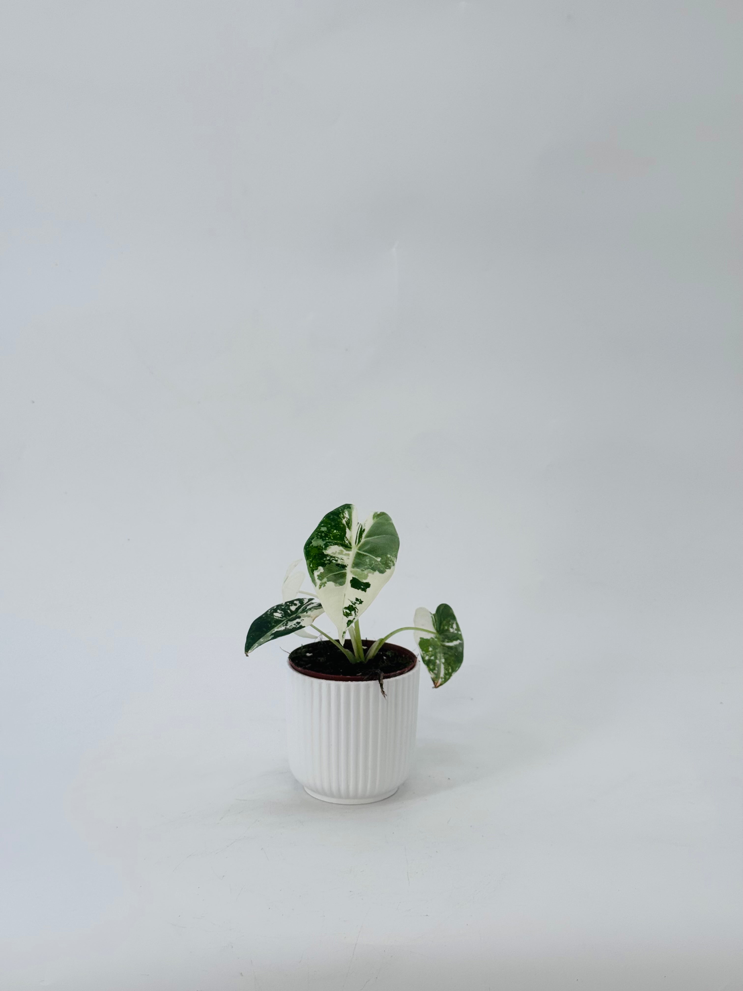 ALOCASIA FRYDEK VARIEGATA M8