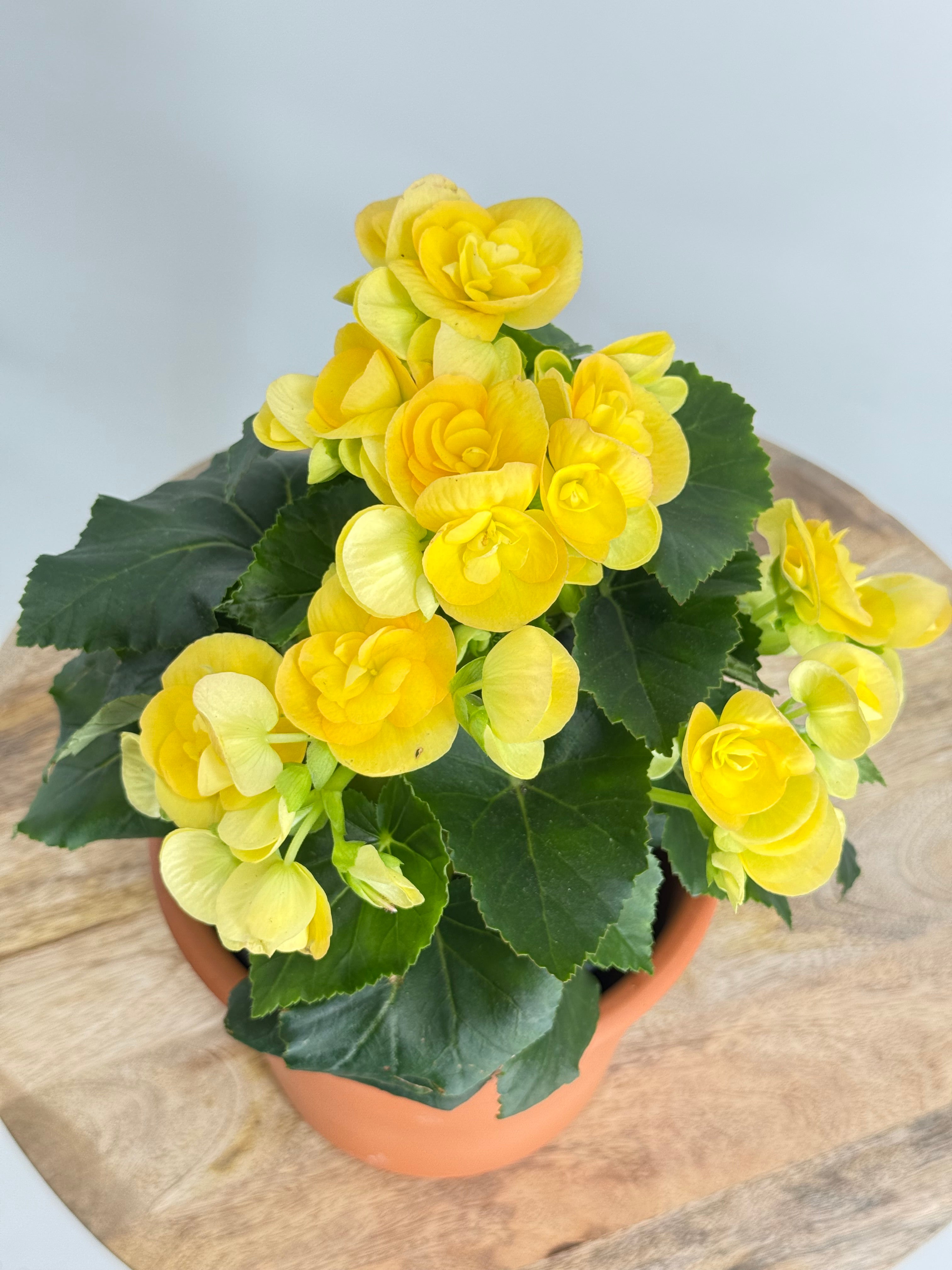 BEGONIA ELATIOR FM13