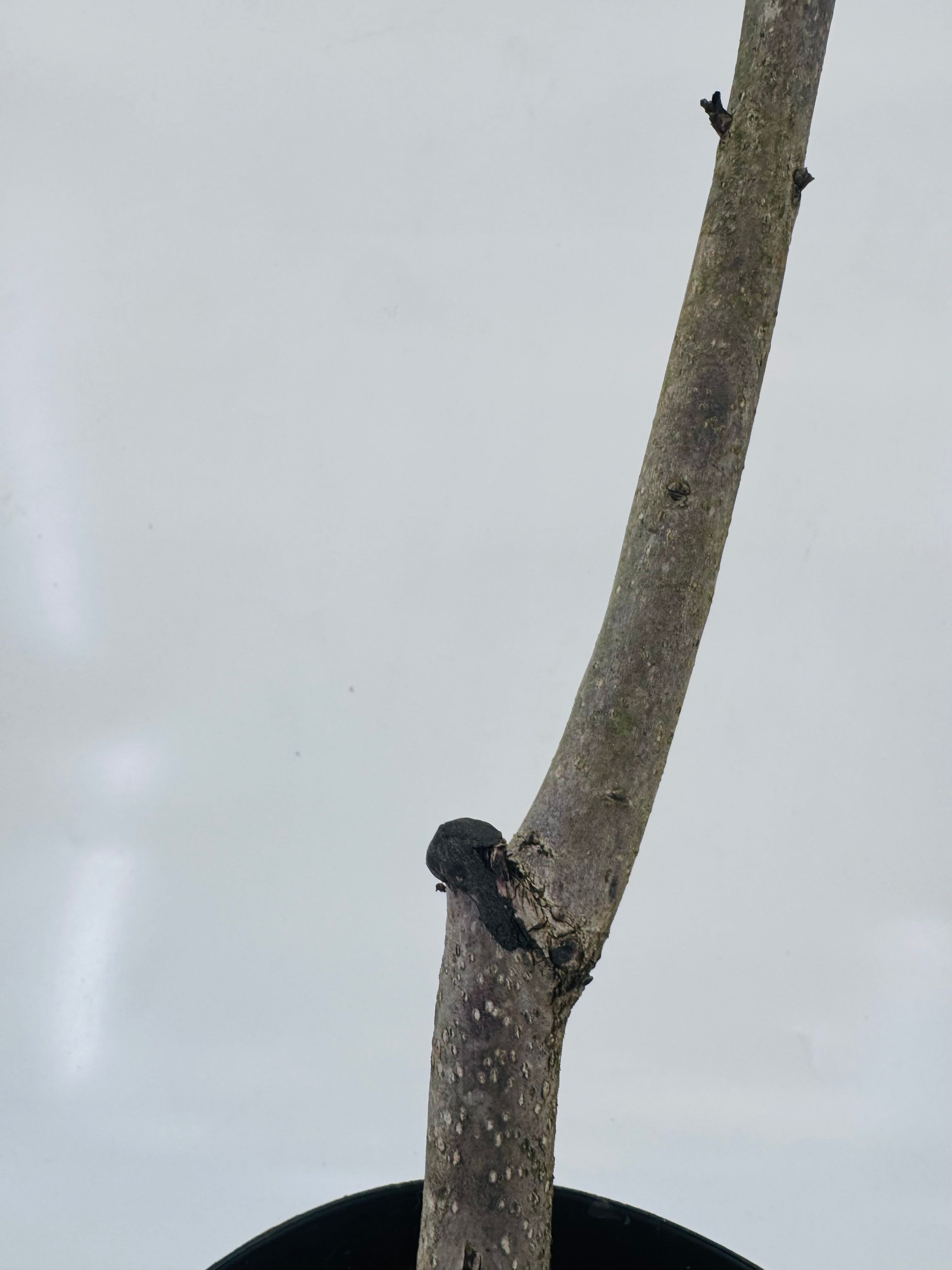 KAKI FAU FAU DIOSPYROS NO ASTR