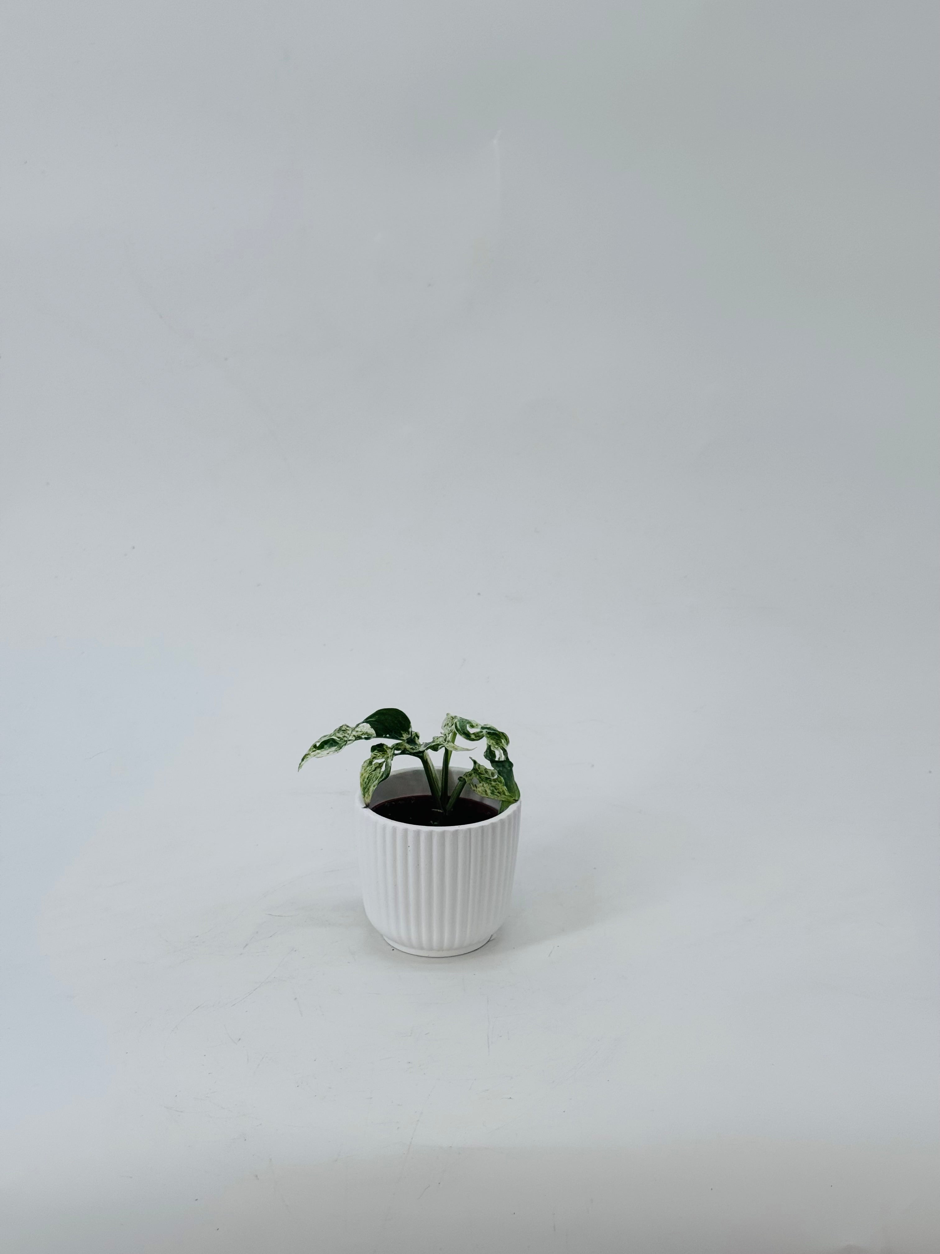 MONSTERA FROZEN FRECKLES M6