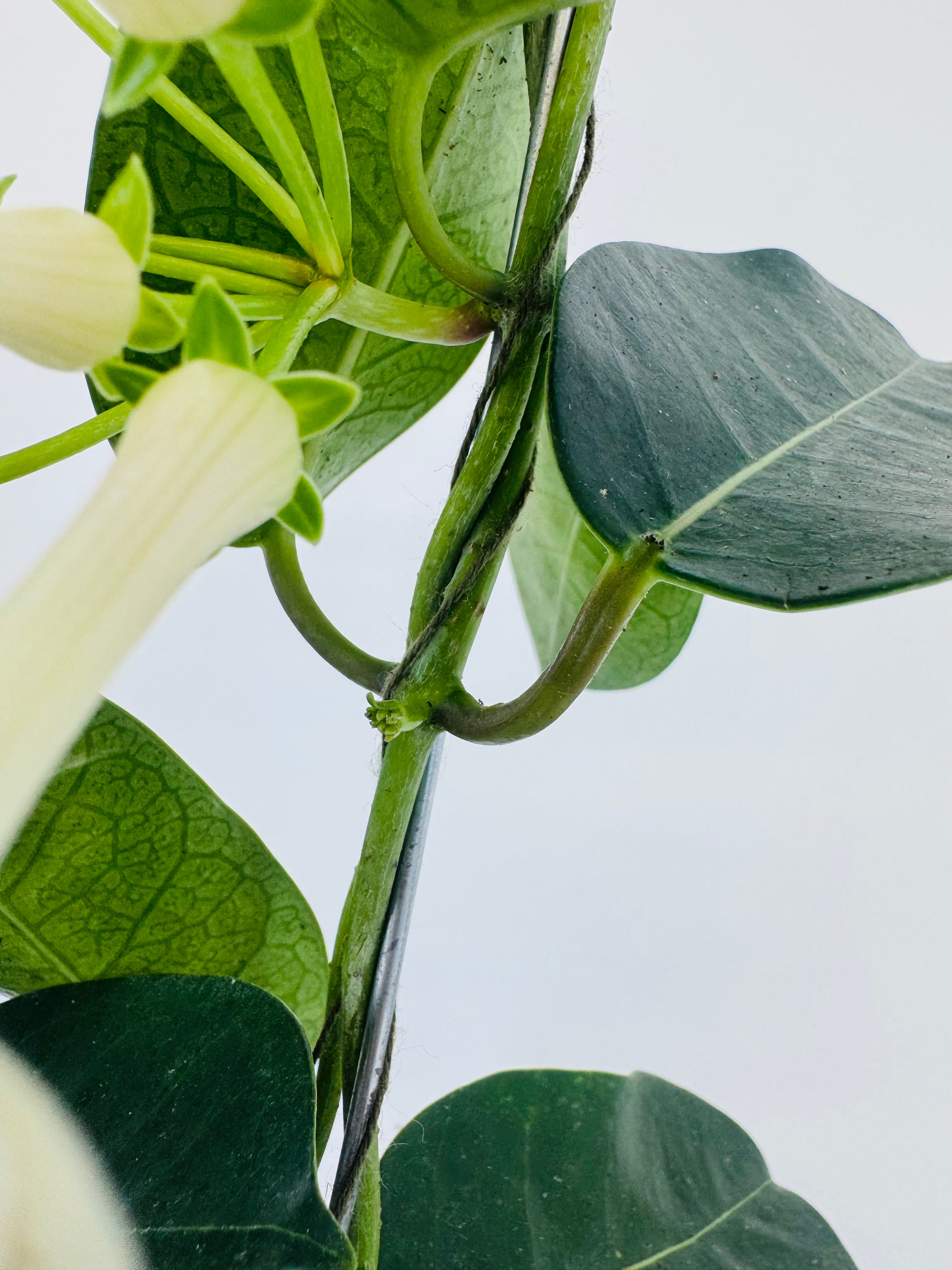 STEPHANOTIS FLOR. BLANCO