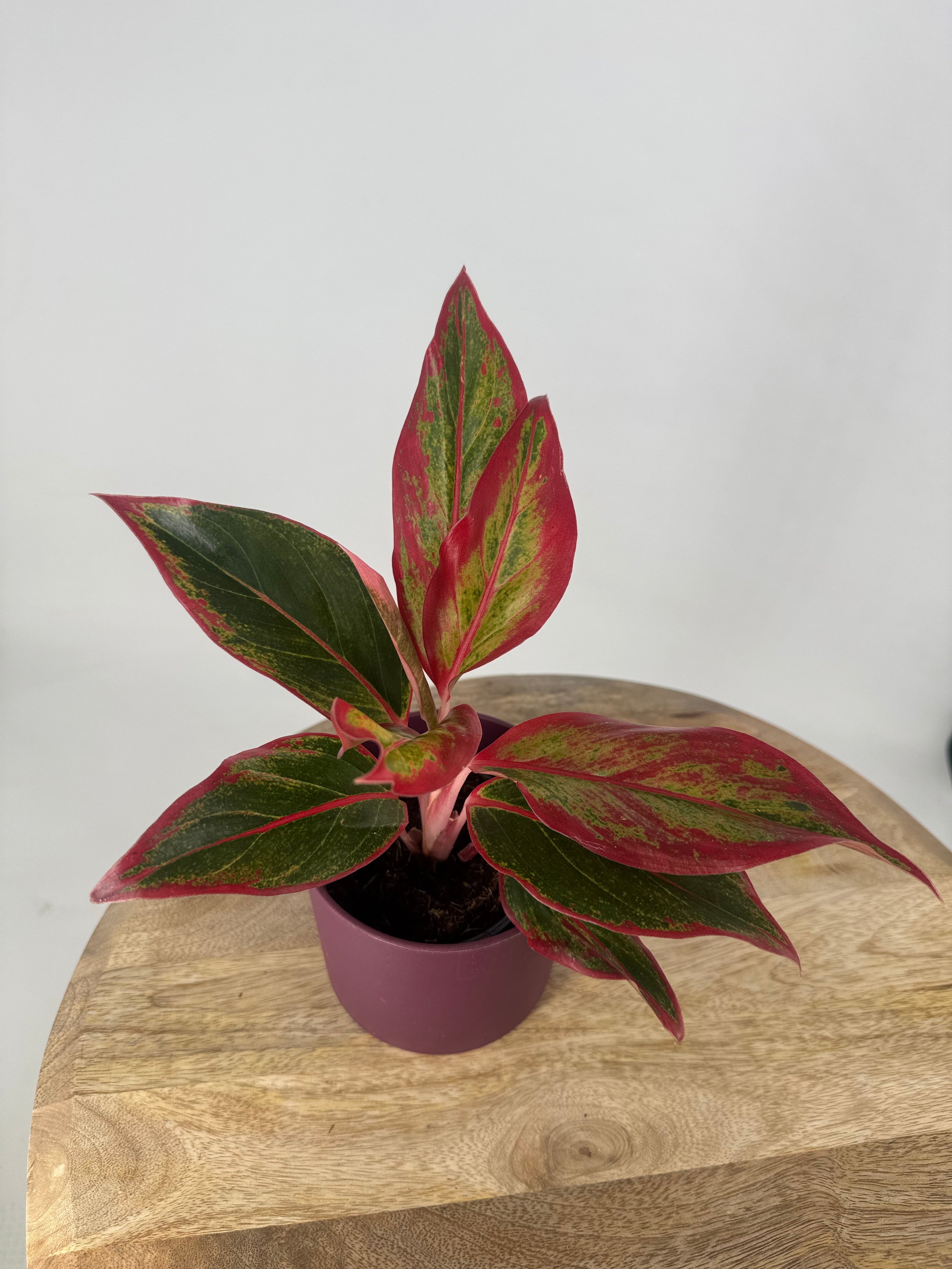 AGLAONEMA RED FIRE M9