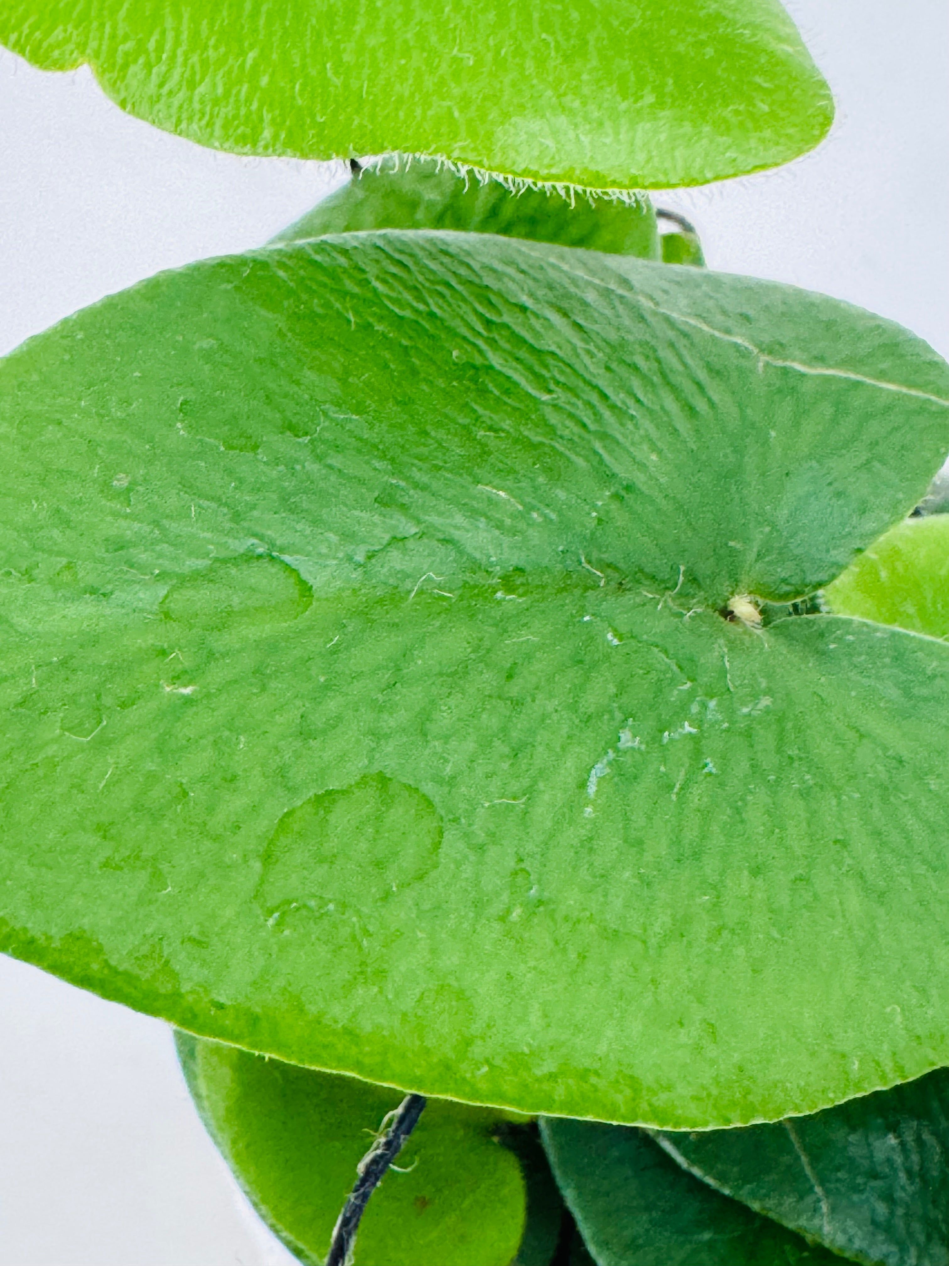 Primer plano de hojas verdes brillantes de helecho corazón Hemionitis arifolia con gotas de agua.