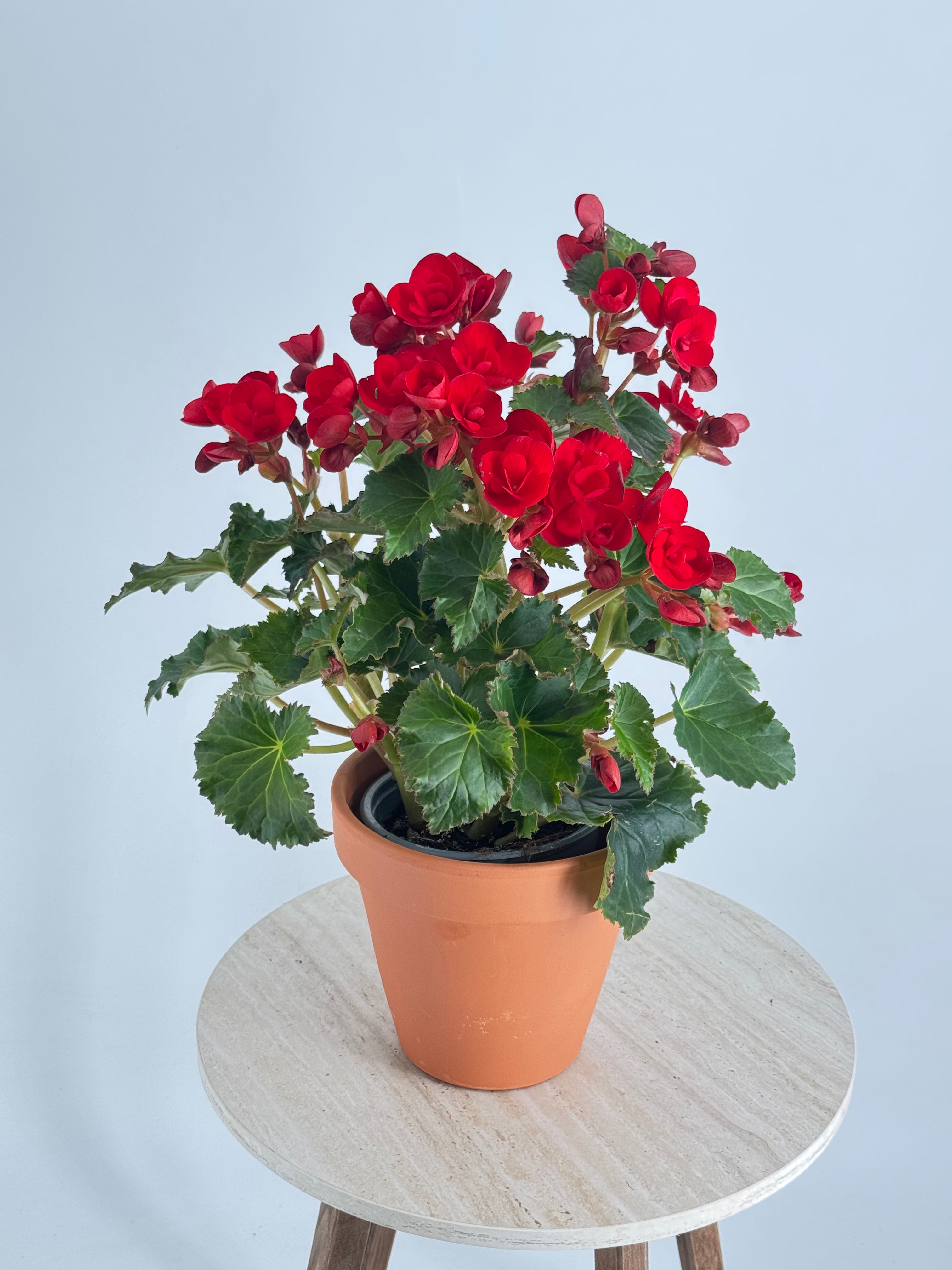 BEGONIA ELATIOR FM13