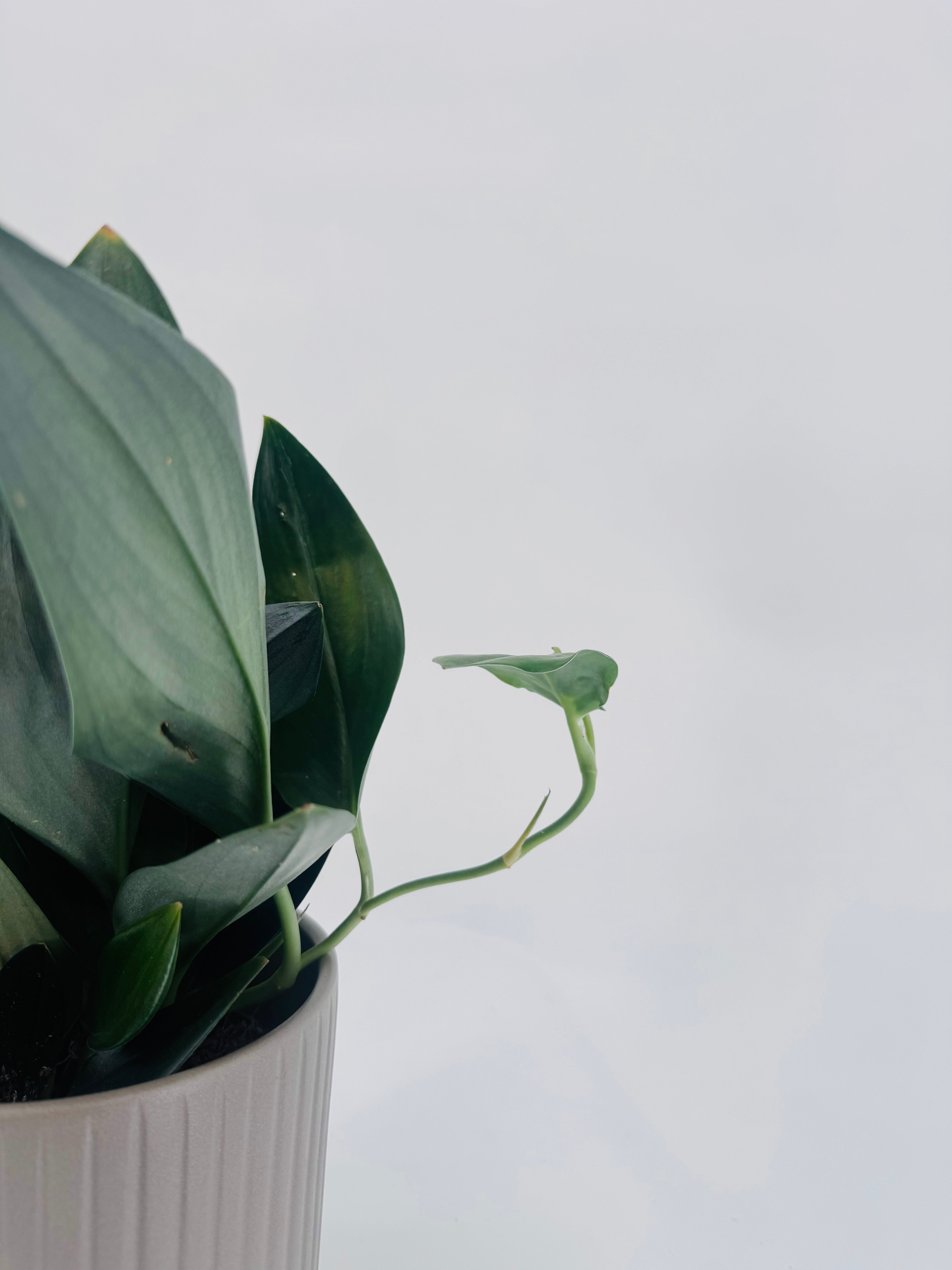 SCINDAPSUS TREUBII DARK FORM M12