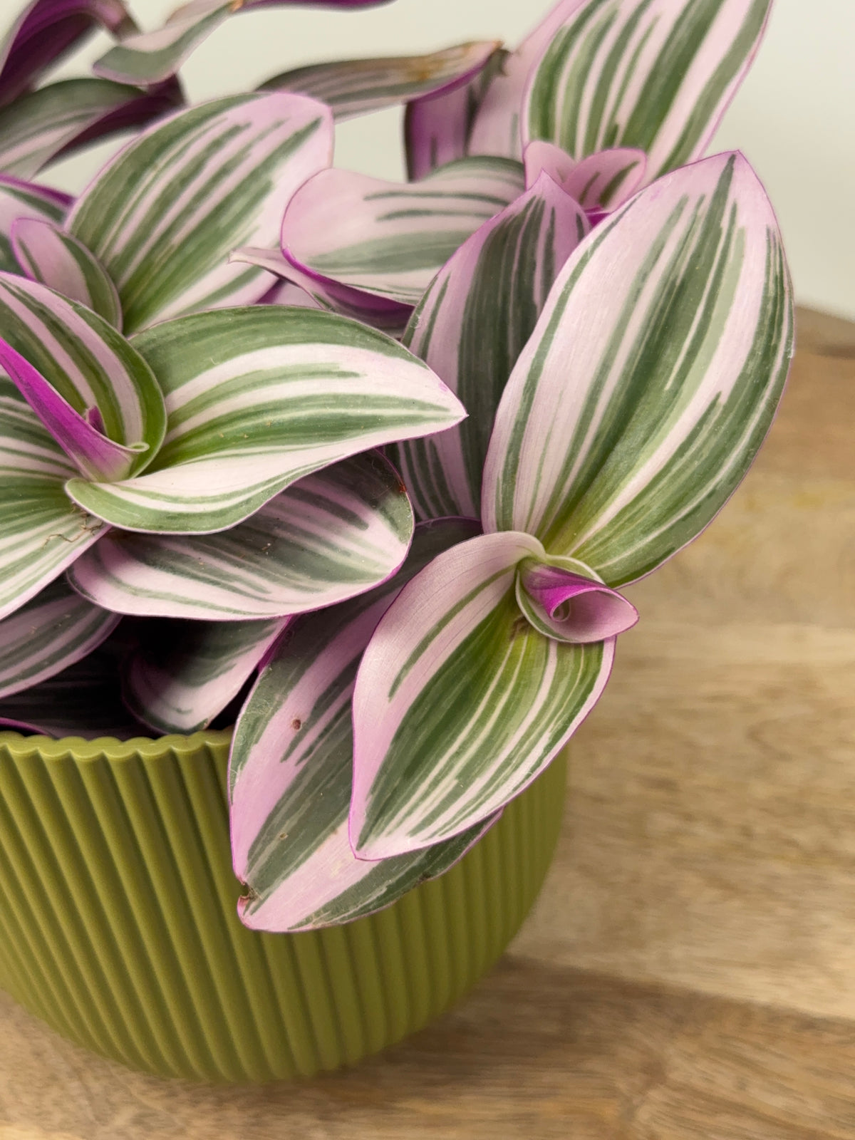 TRADESCANTIA ALBIFLORA NANOUK M12