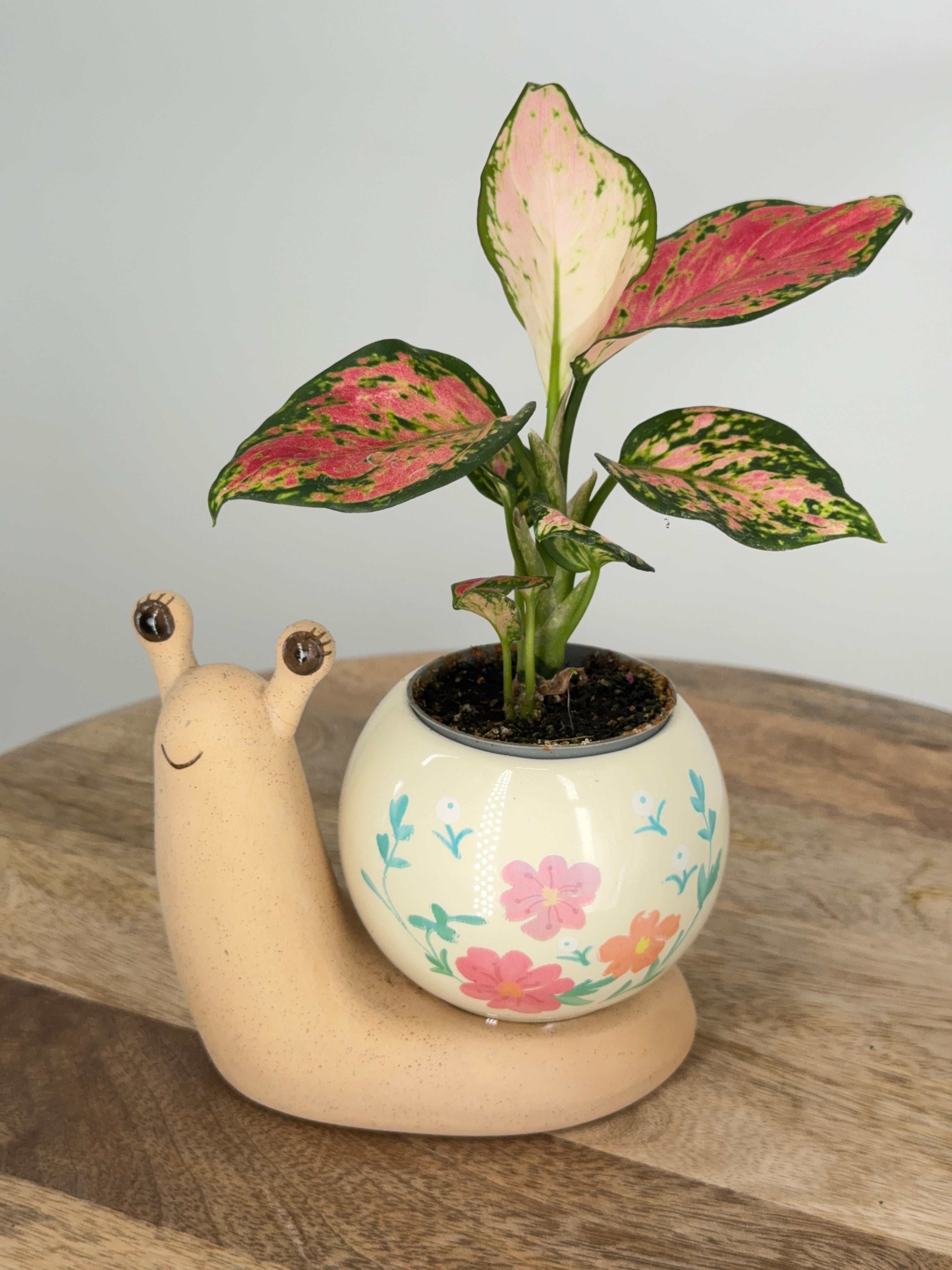 AGLAONEMA MIX M6