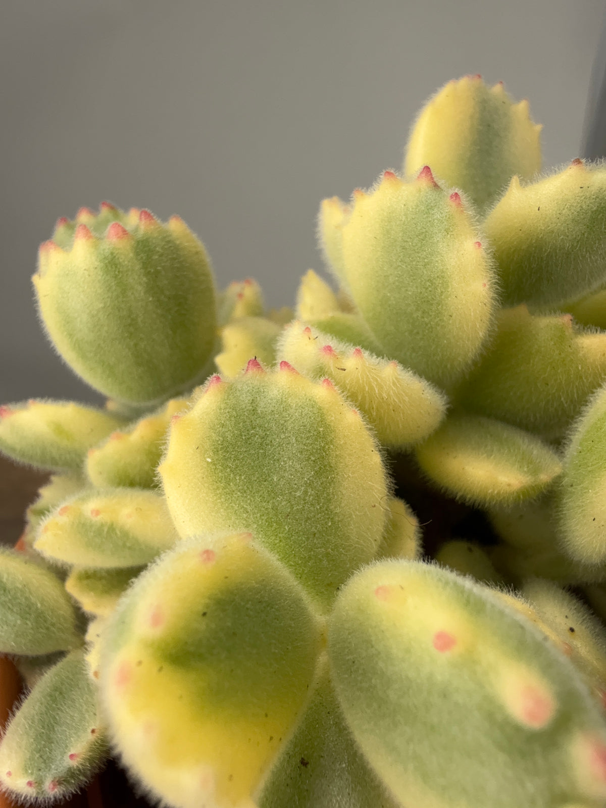 COTYLEDON LADYSMITHIENSIS M10,5