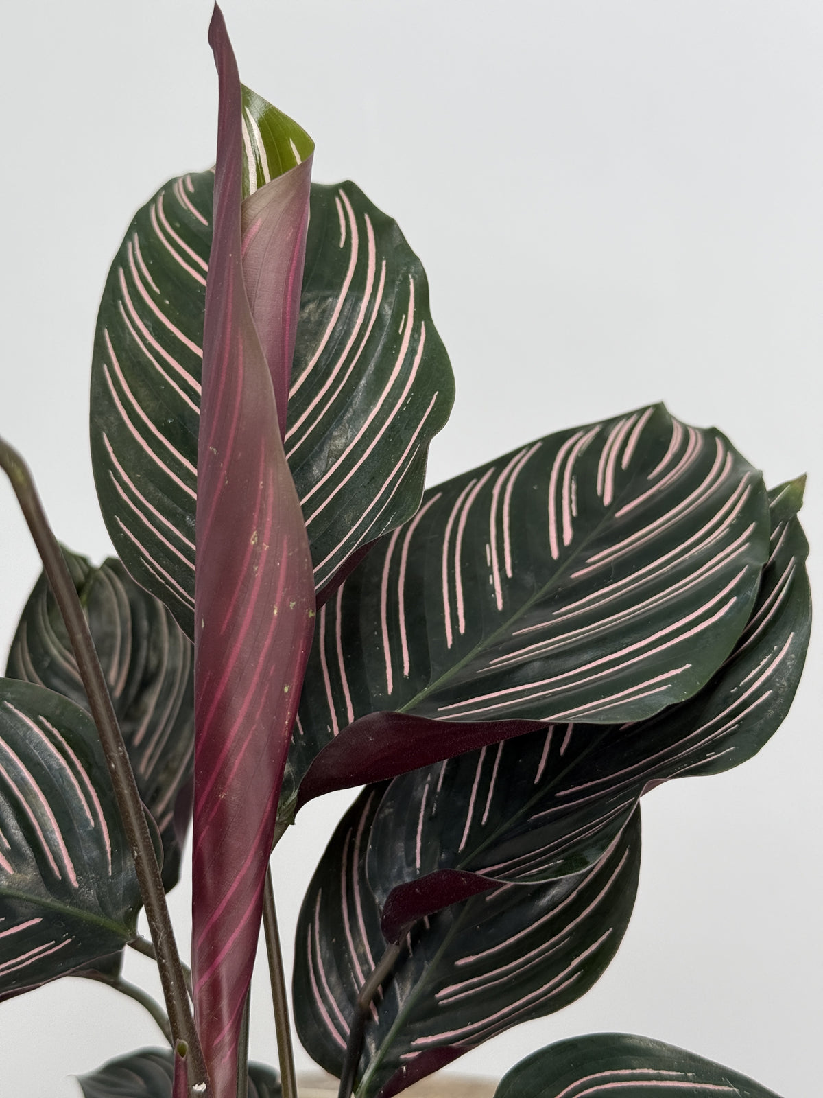 CALATHEA ORNATA M12