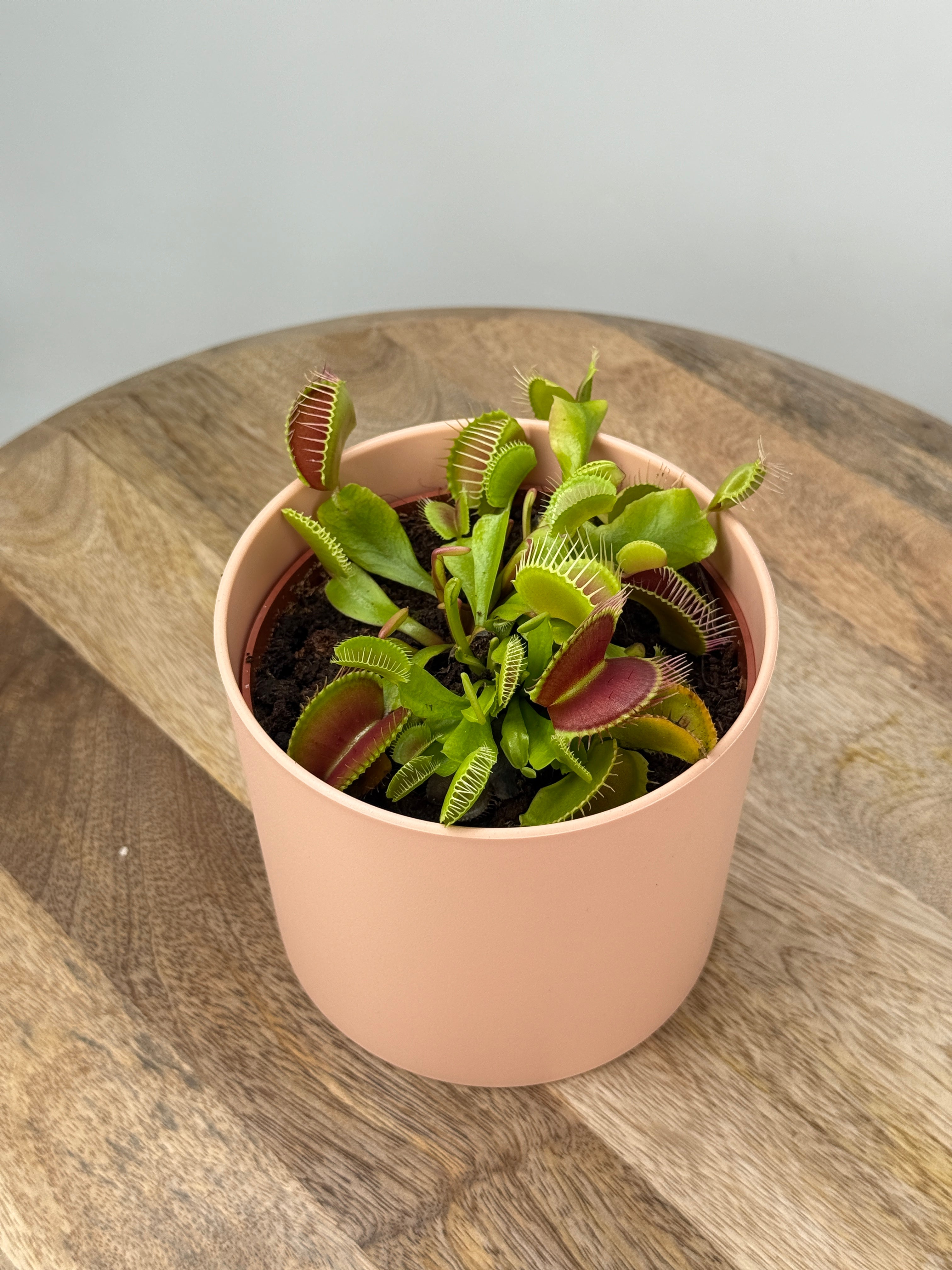 DIONAEA MUSCIPLA M12