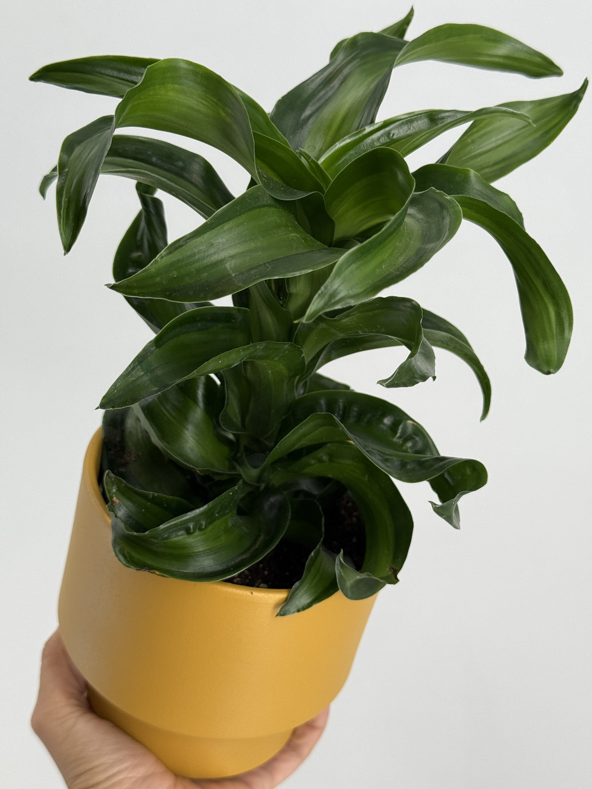 DRACAENA DRAGON MIX M12