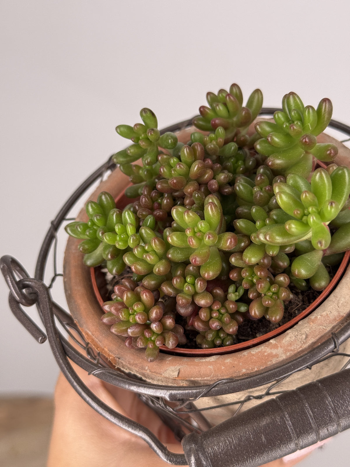 SEDUM MIX M8,5