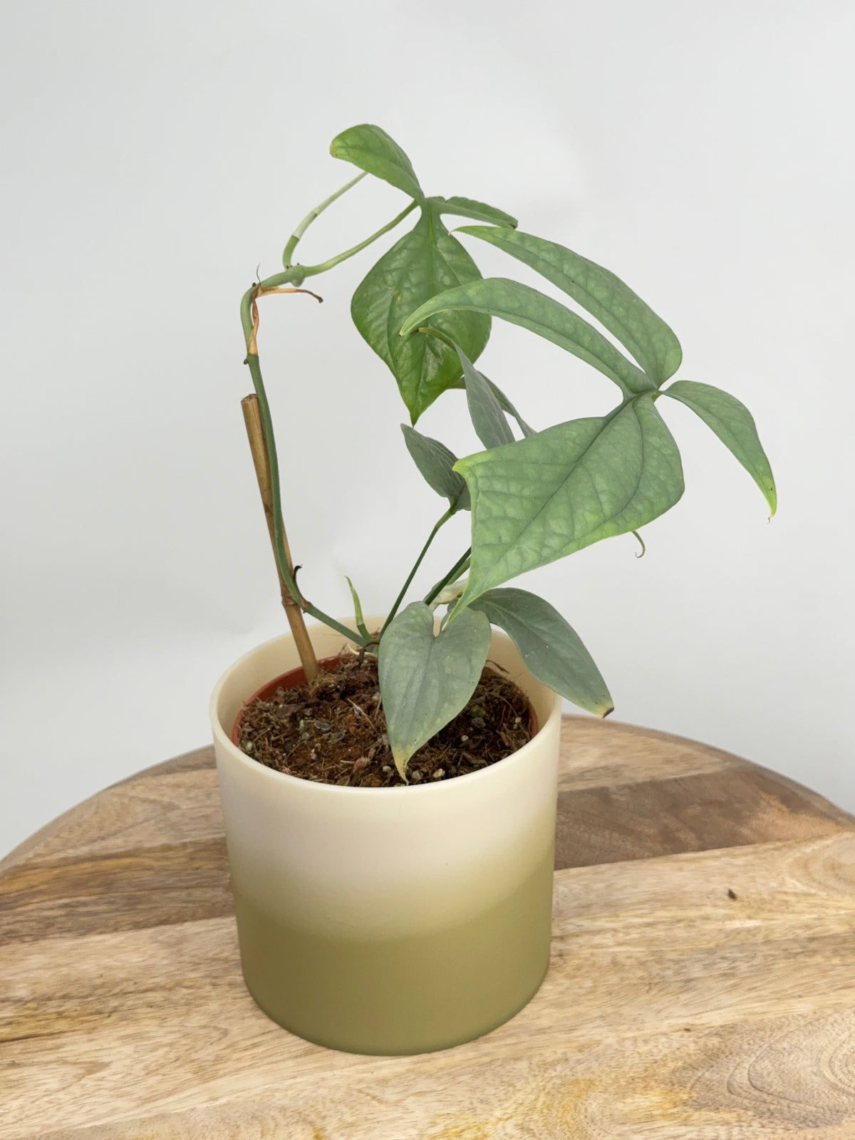 MONSTERA AMYDRIUM MEDIOUM SILVER M12