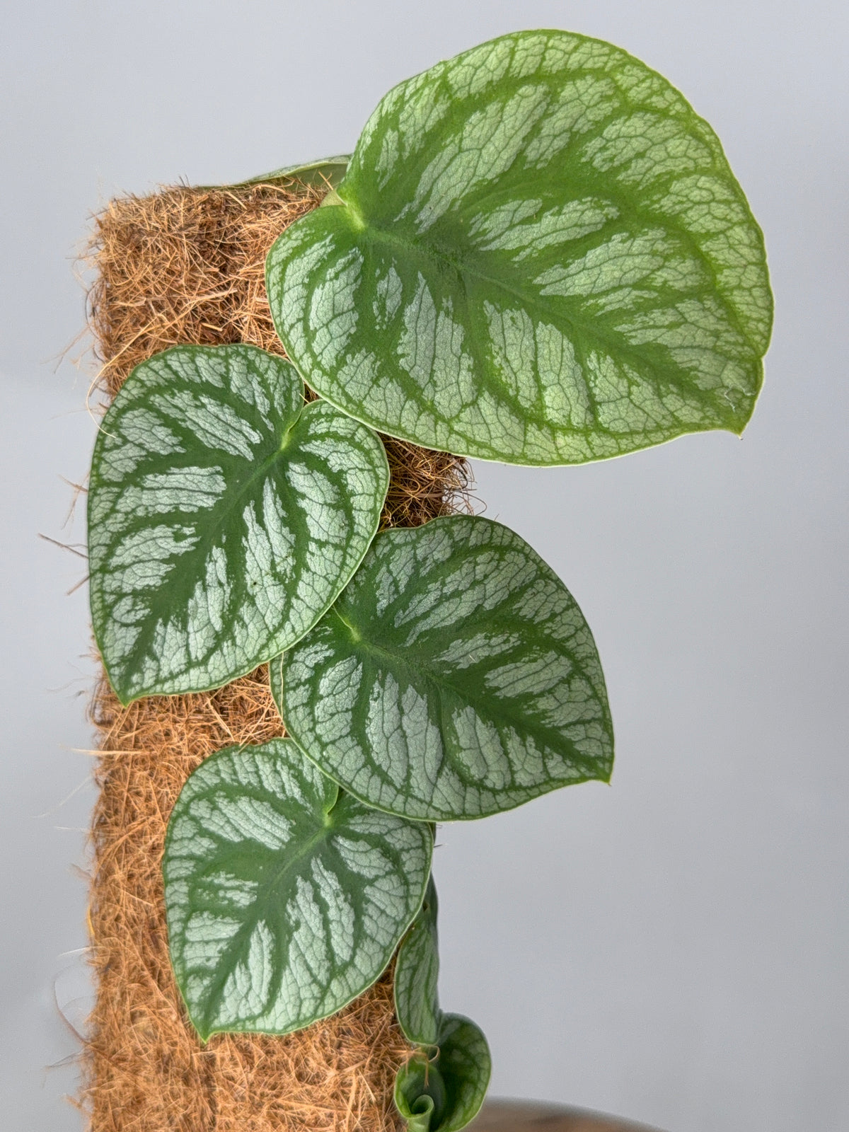 KRATISTE MONSTERA DUBIA M14