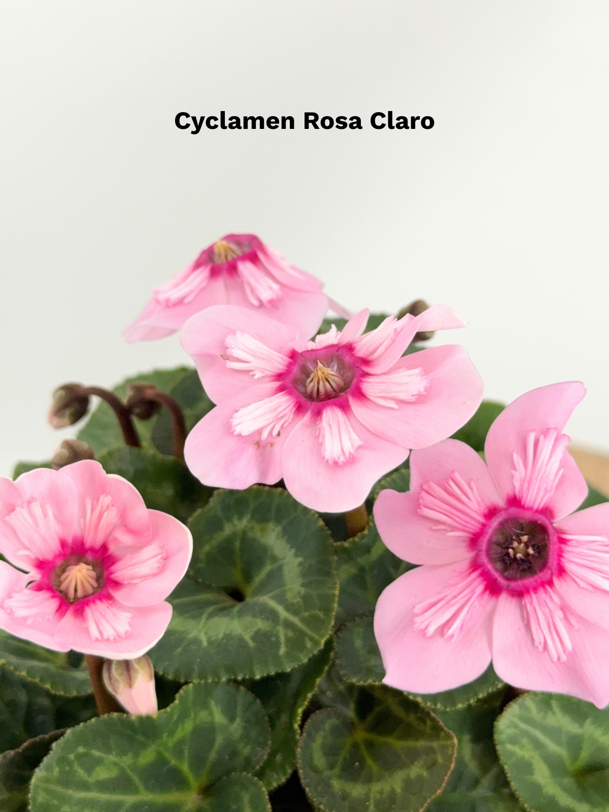 CYCLAMEN MINI M 13