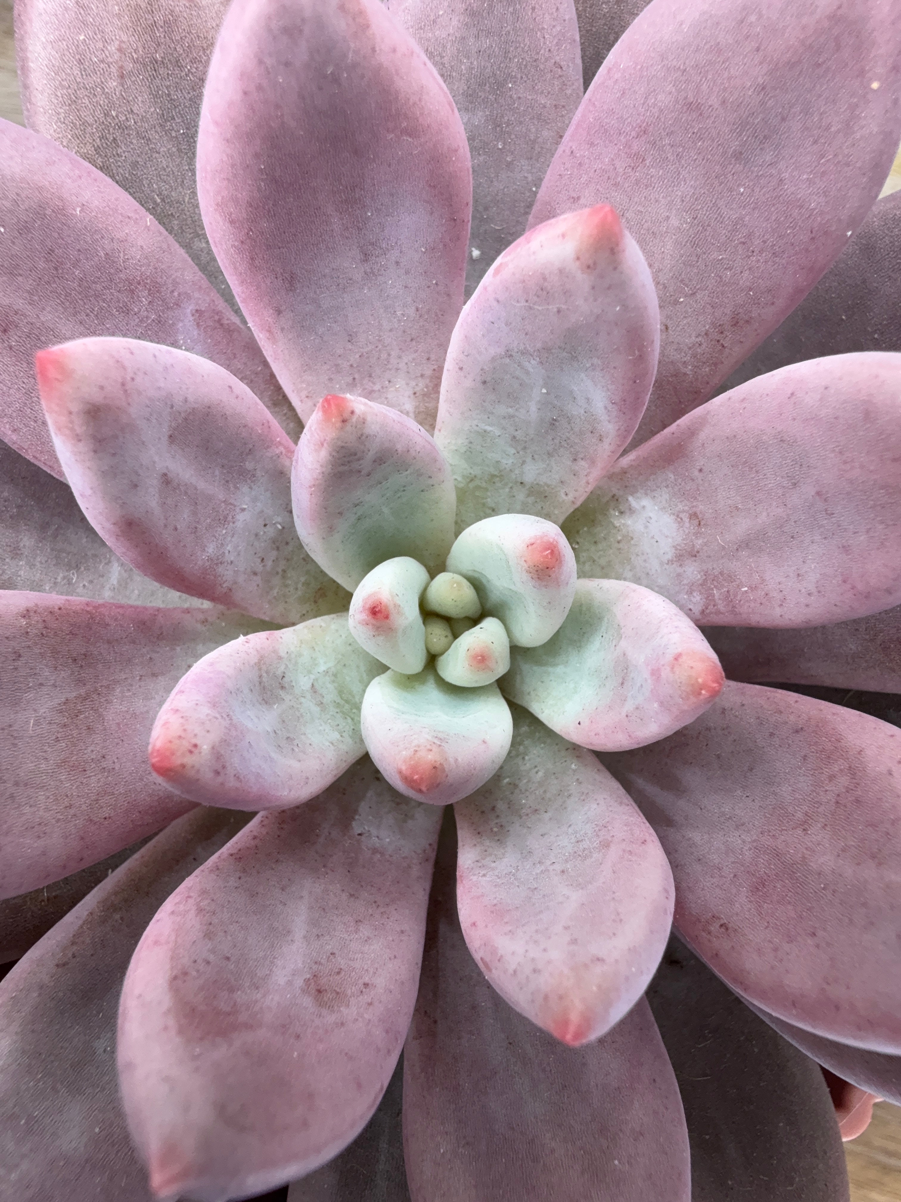 PACHYVERIA ROSY CROW M10.5