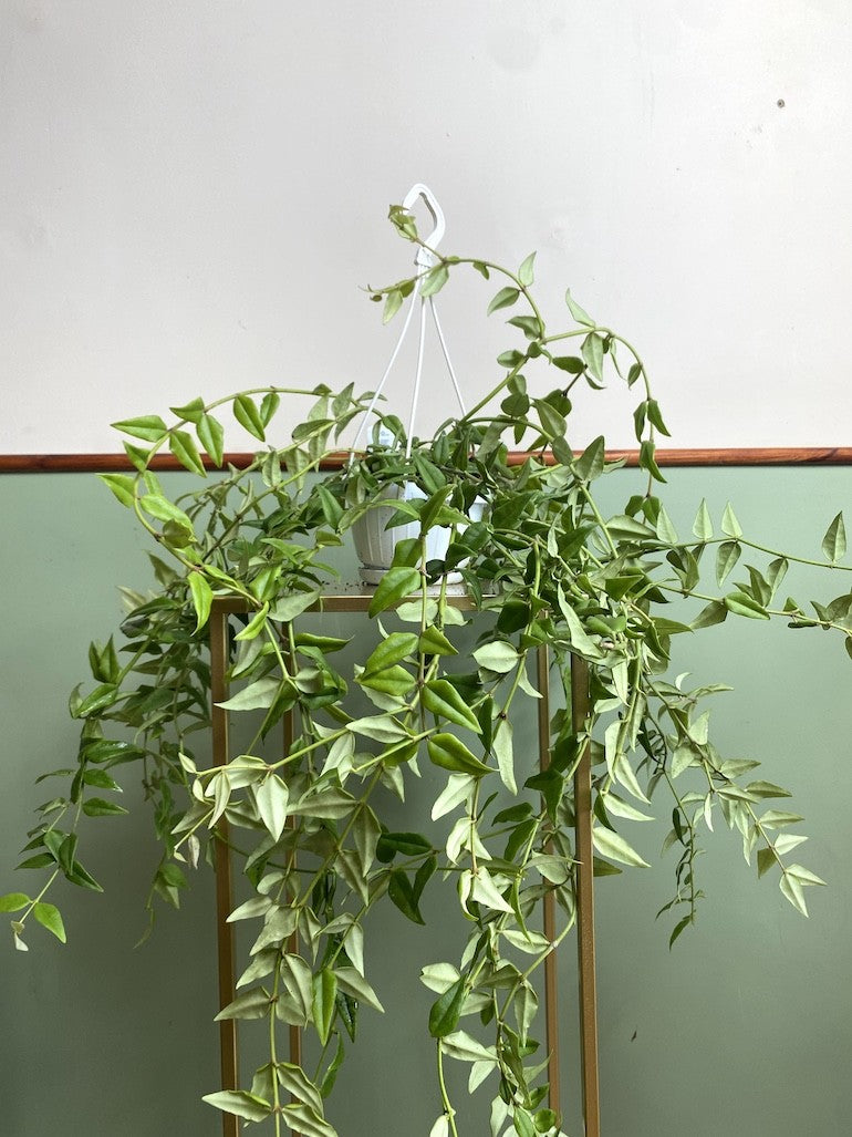 HOYA BELLA M22