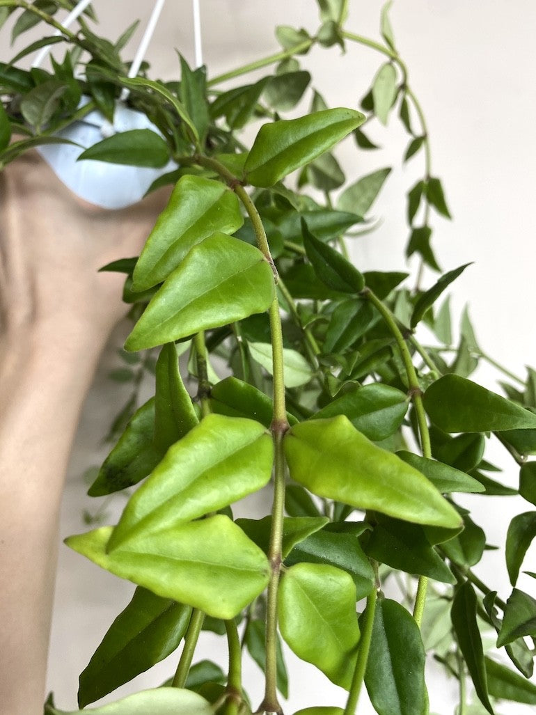 HOYA BELLA M22