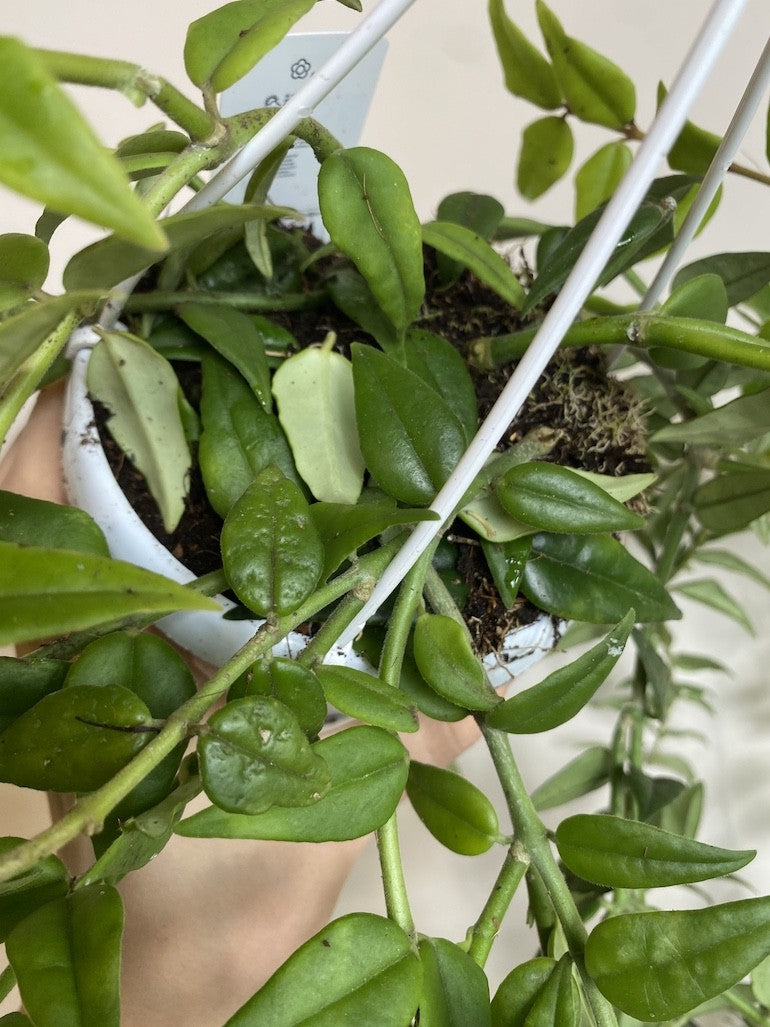 HOYA BELLA M22
