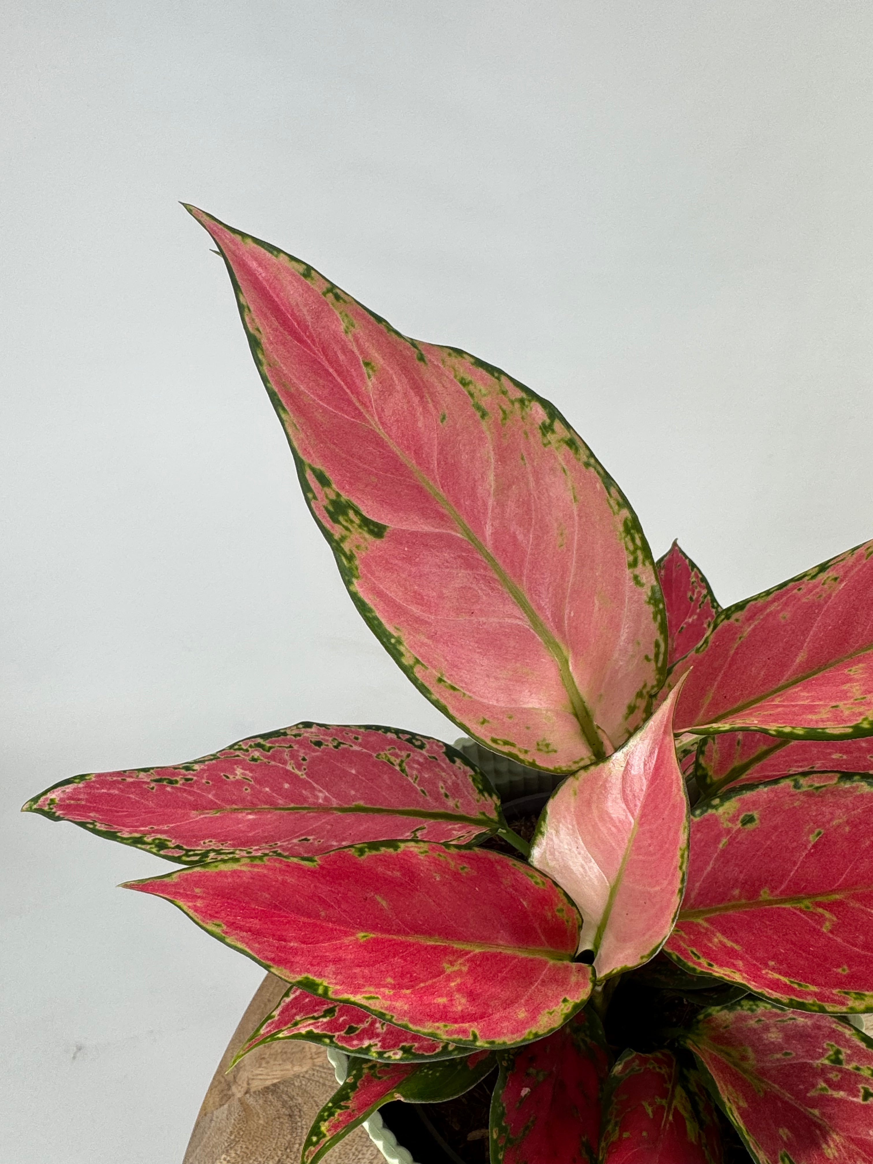 AGLAONEMA CHERRY BABY
