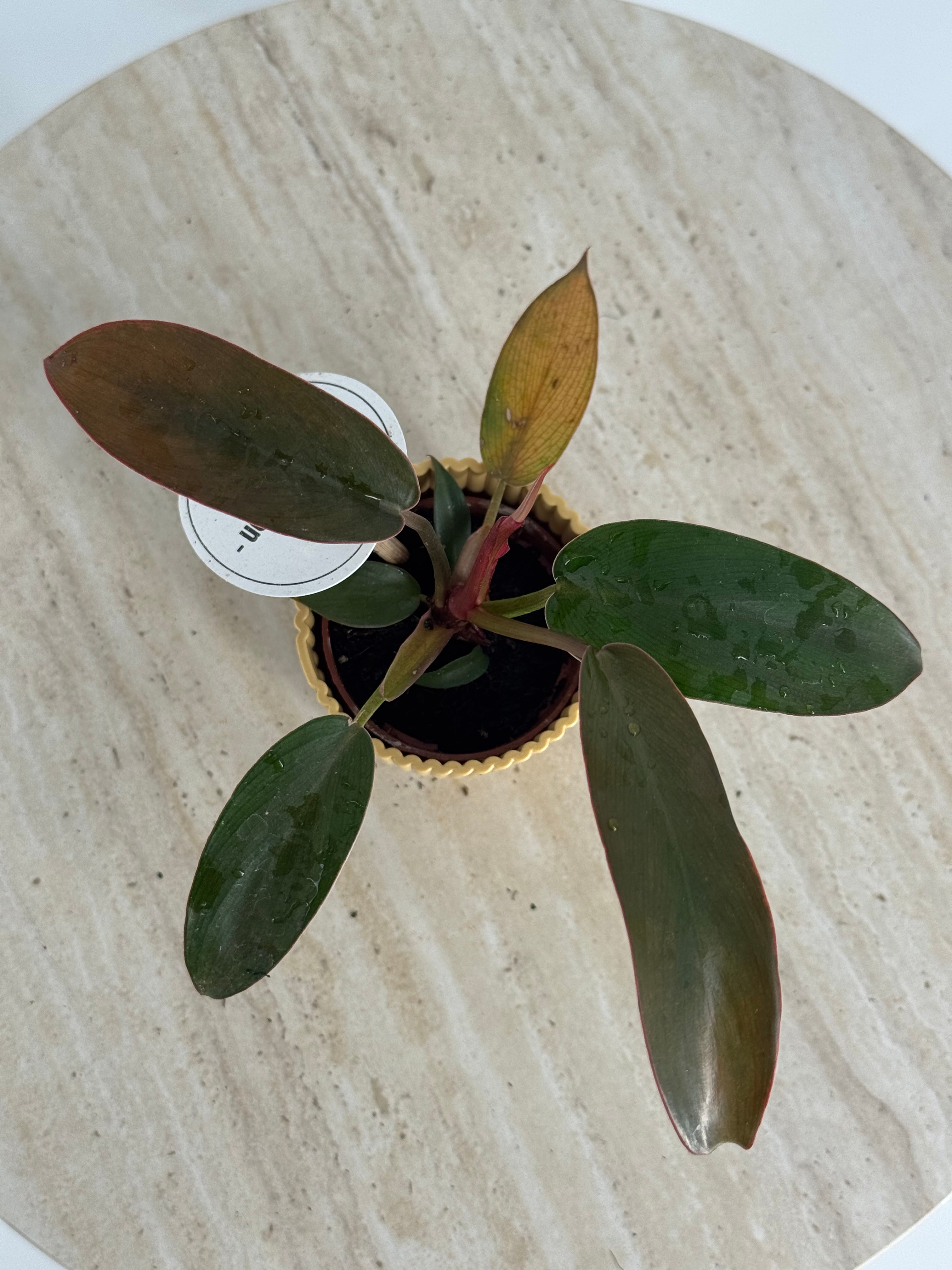 PHILODENDRON MIX M6