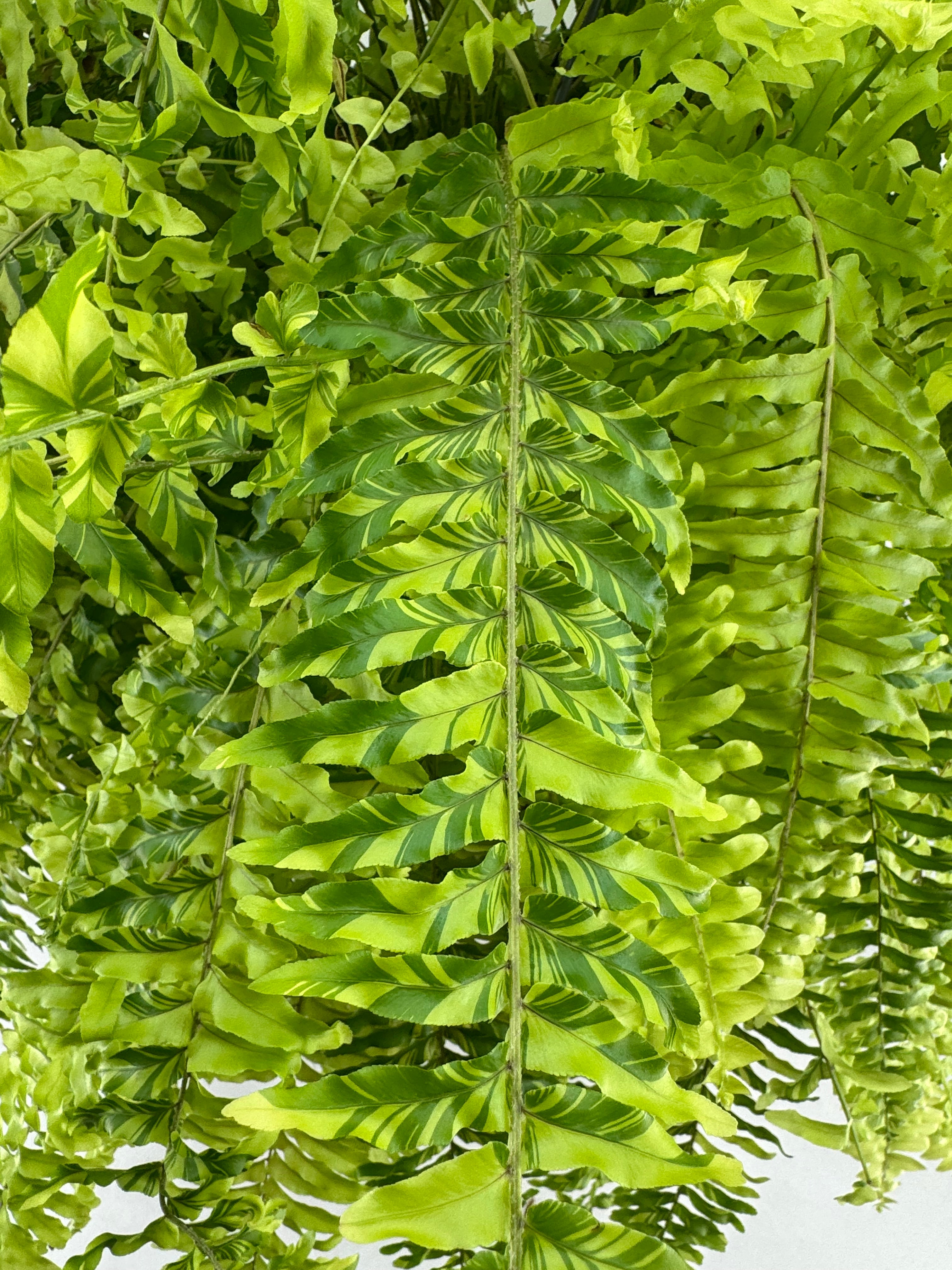 NEPHROLEPIS EXALTATA TIGER M20