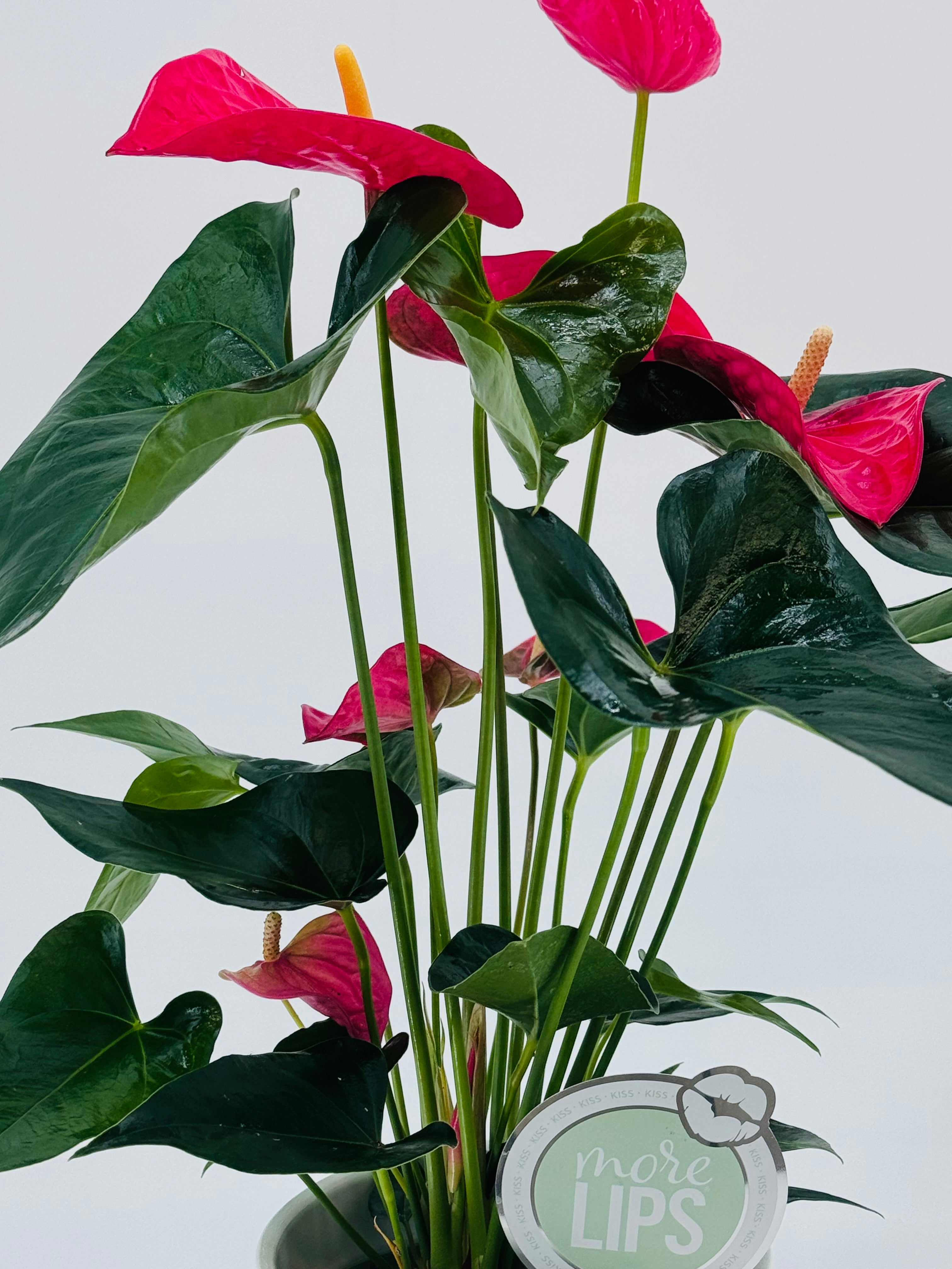 ANTHURIUM MIX M14