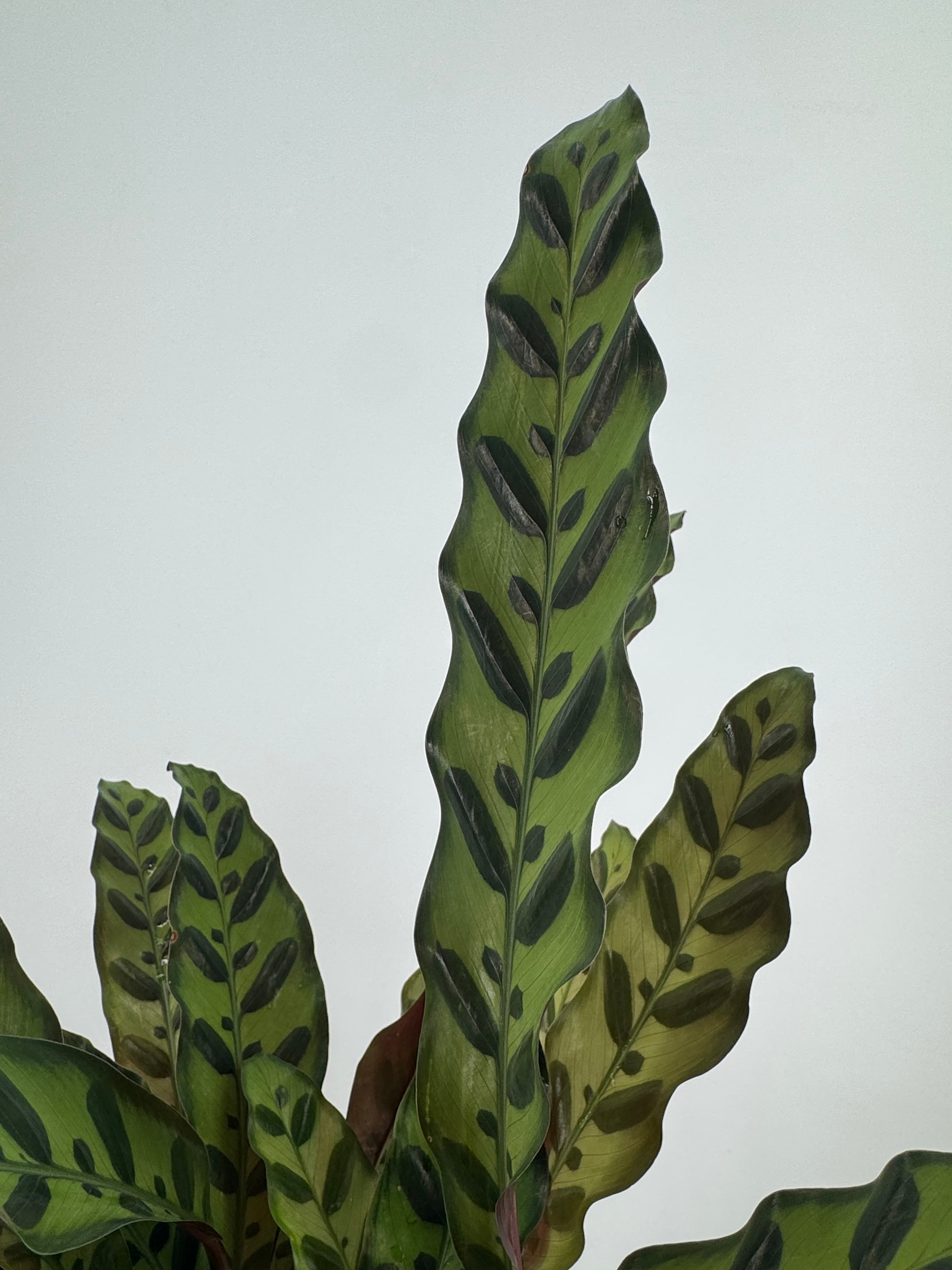 CALATHEA INSIGNE LACTIFOLIA M14