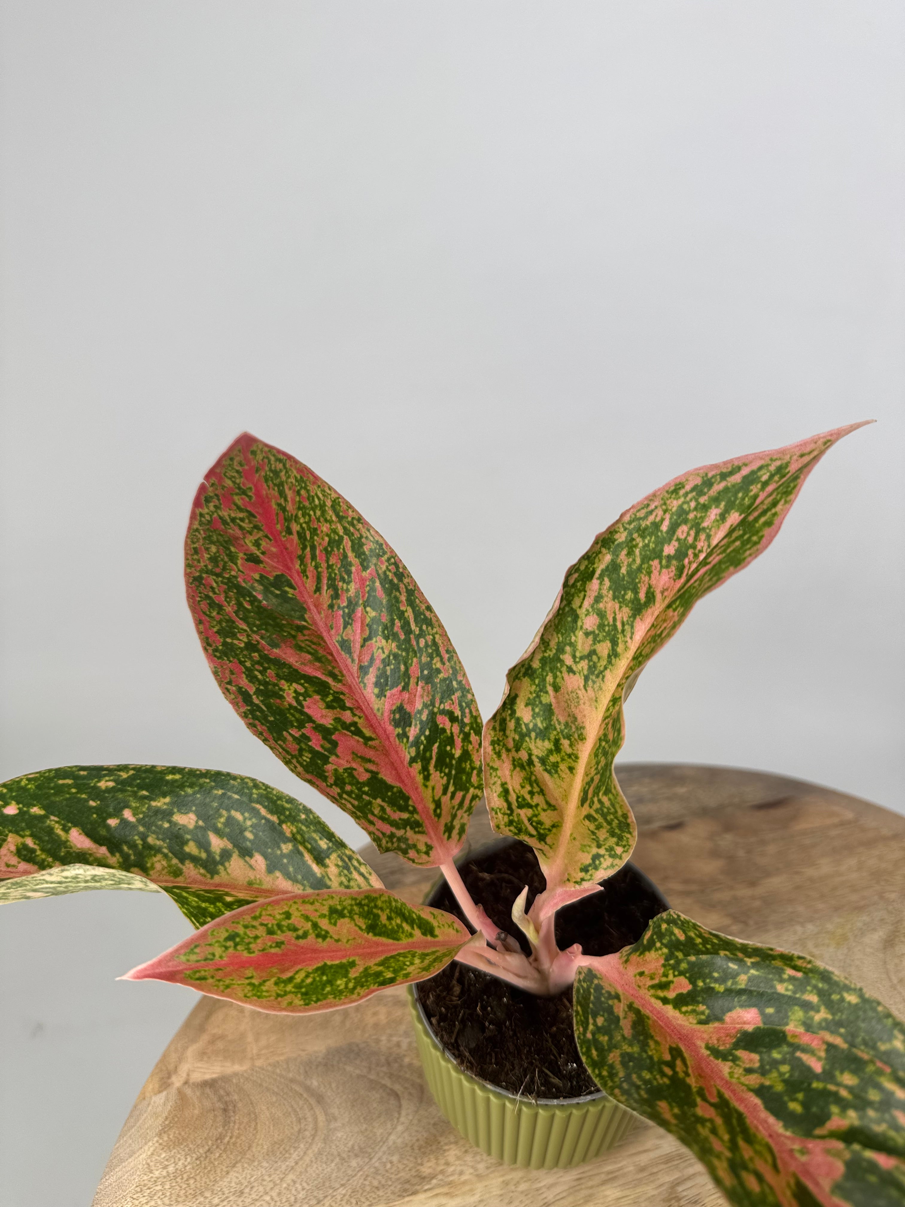 AGLAONEMA LIPSTICK ROSADO 9CM
