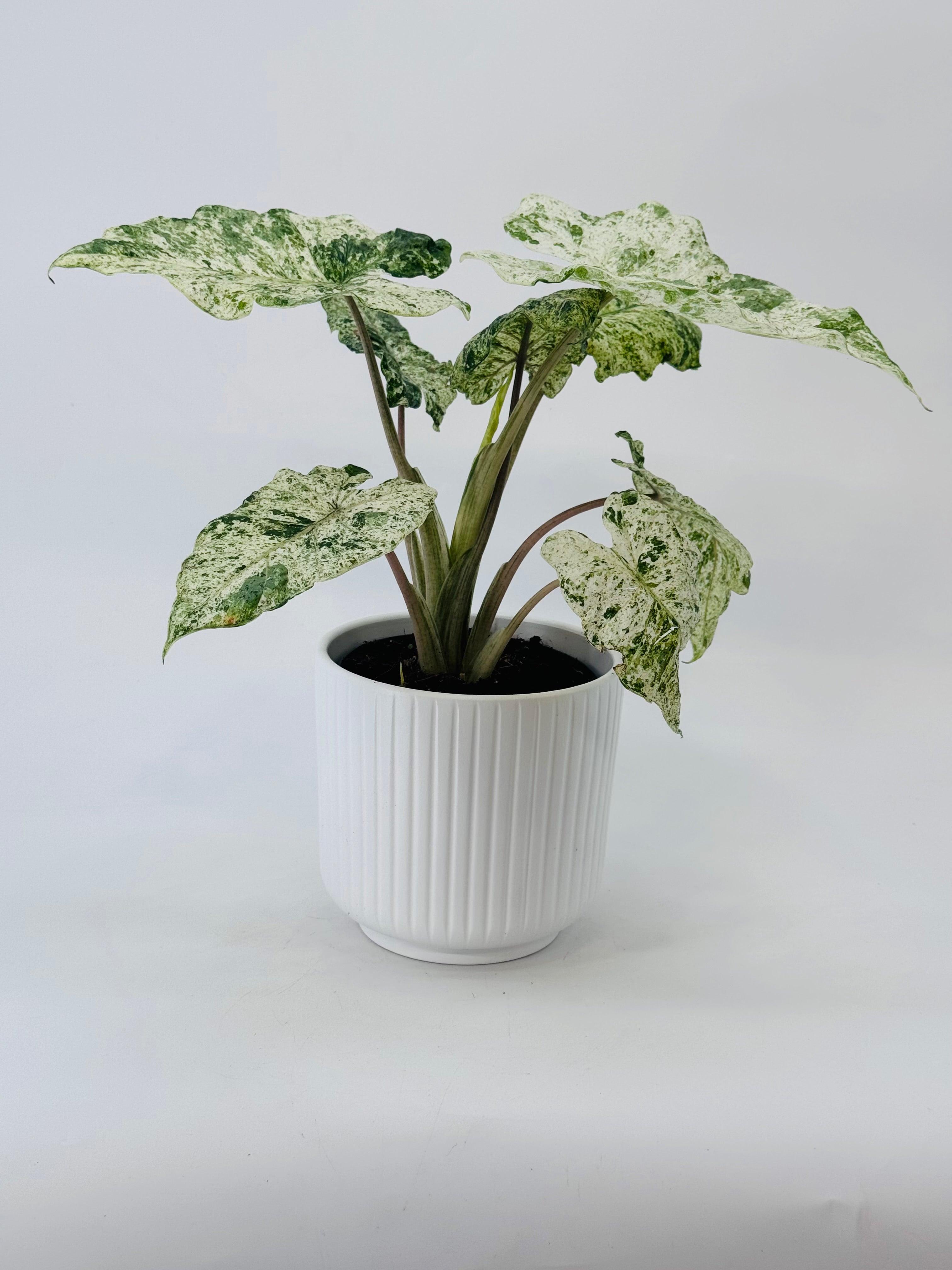ALOCASIA MACRORRHIZA SPLASH M14