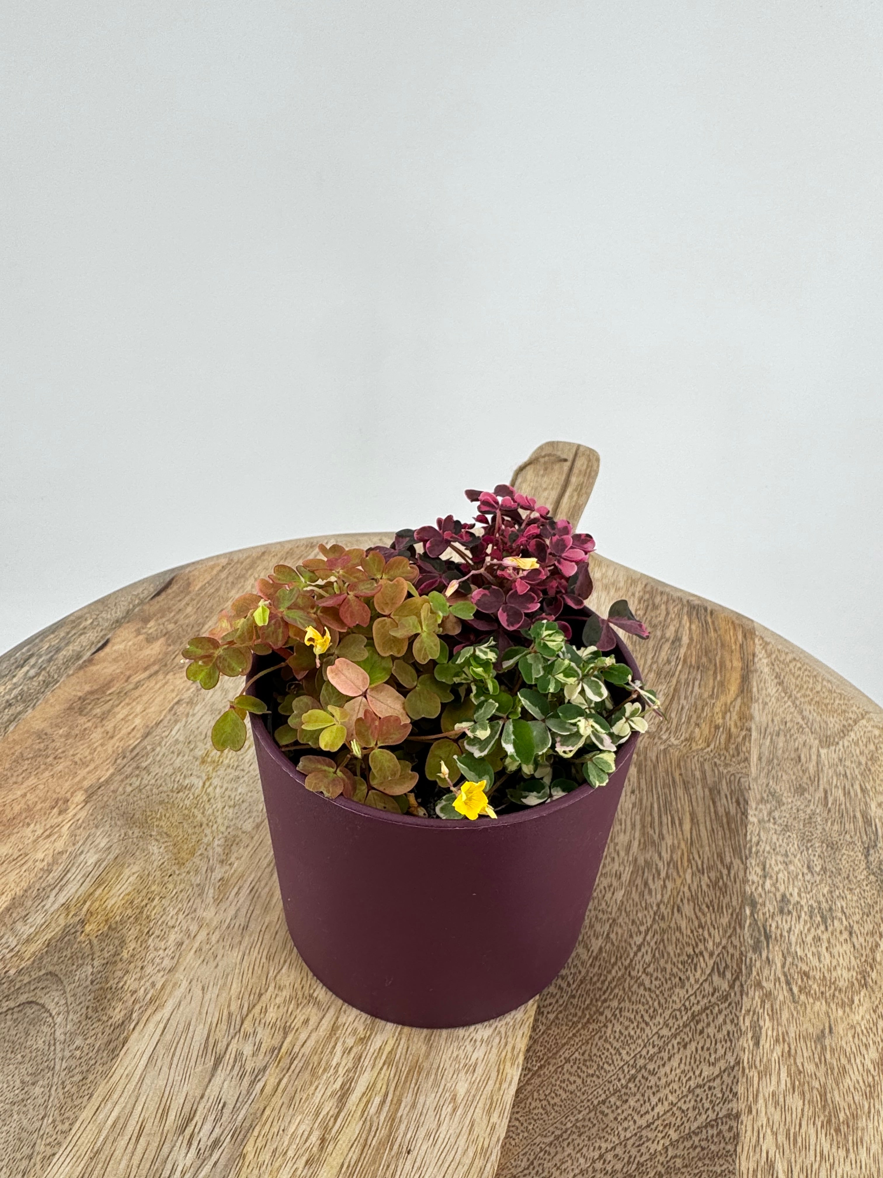 OXALIS CRAZY PLUM M10