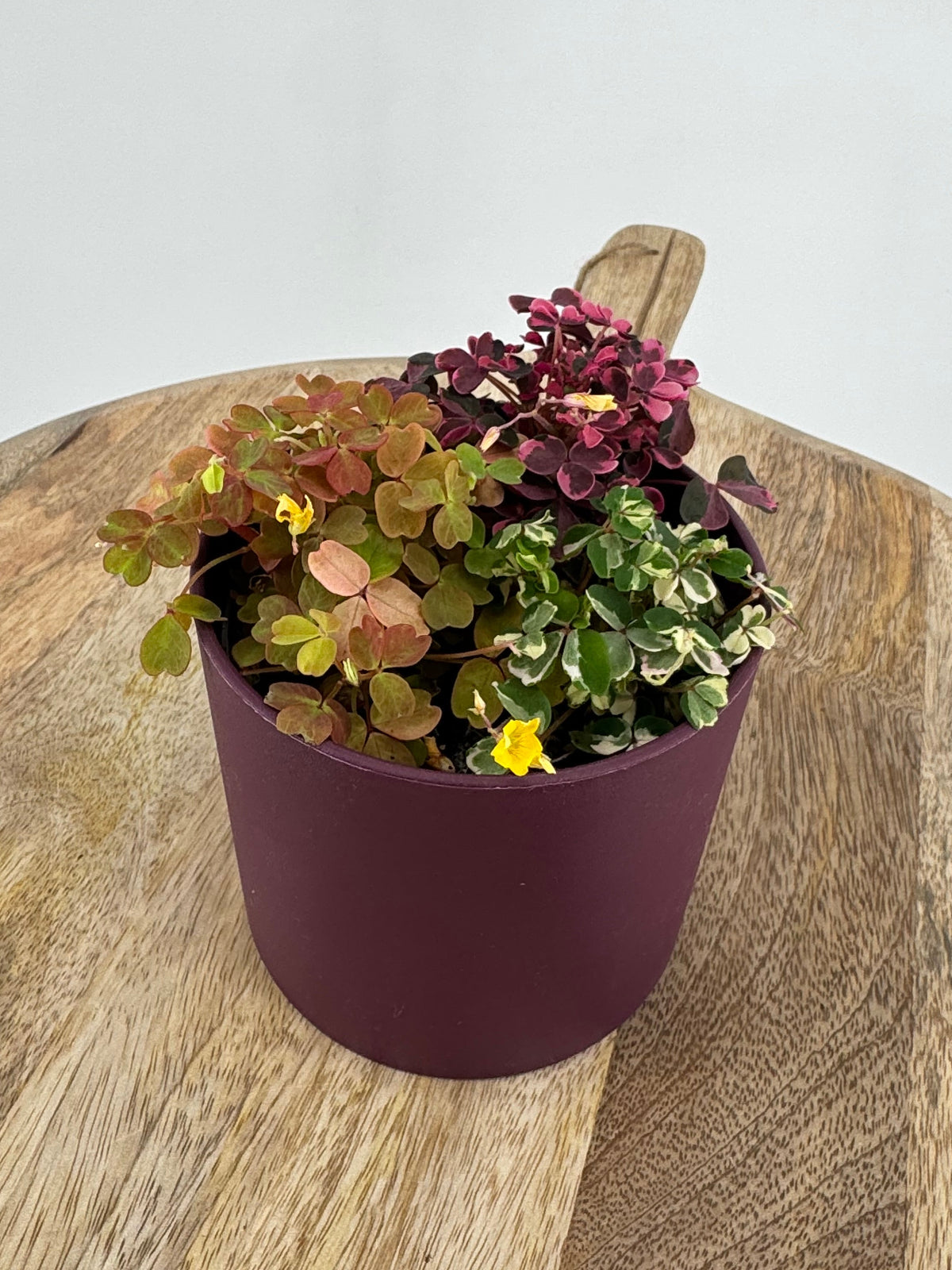 OXALIS VULCANICOLA TRIOM10